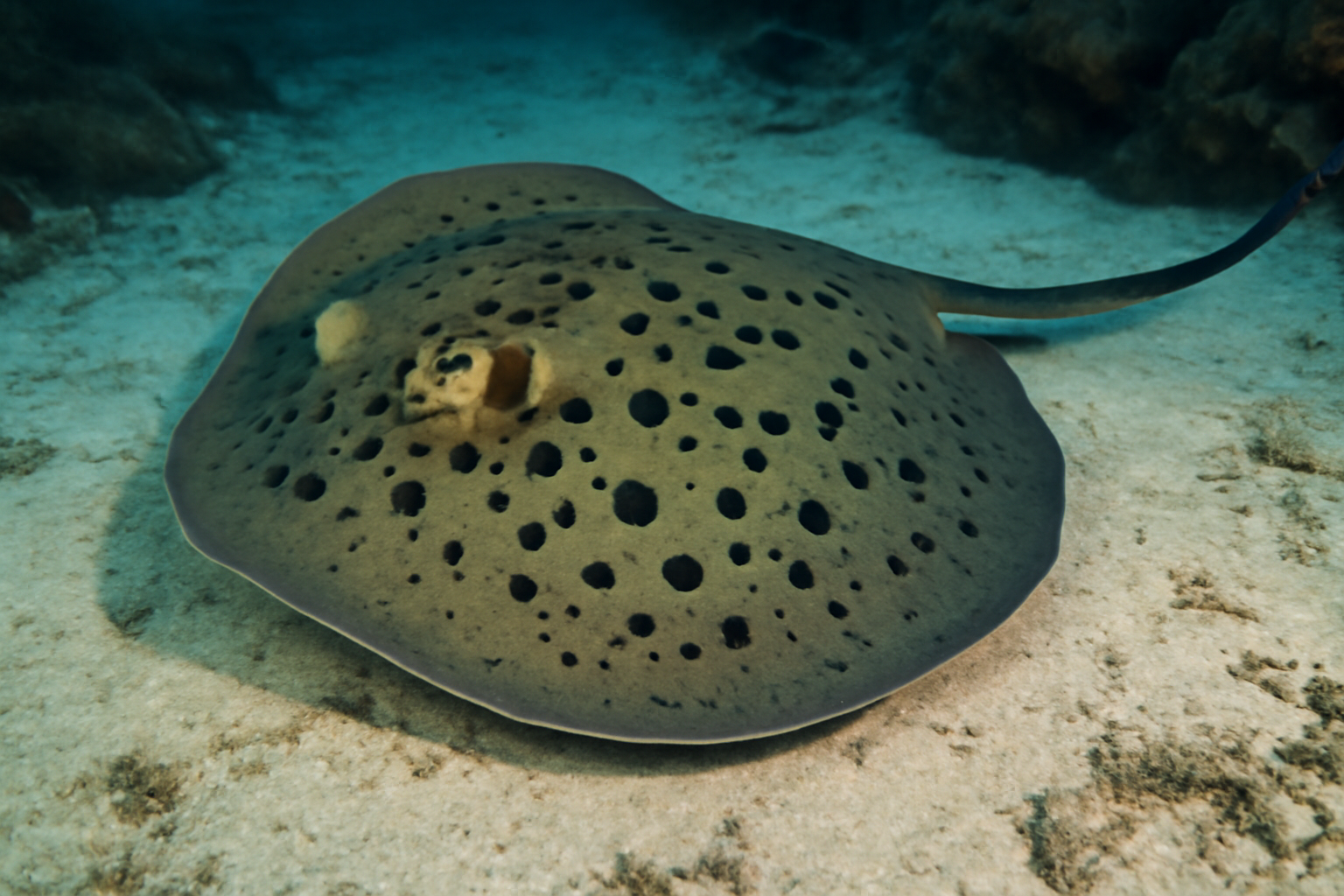 Round Ribbontail Ray