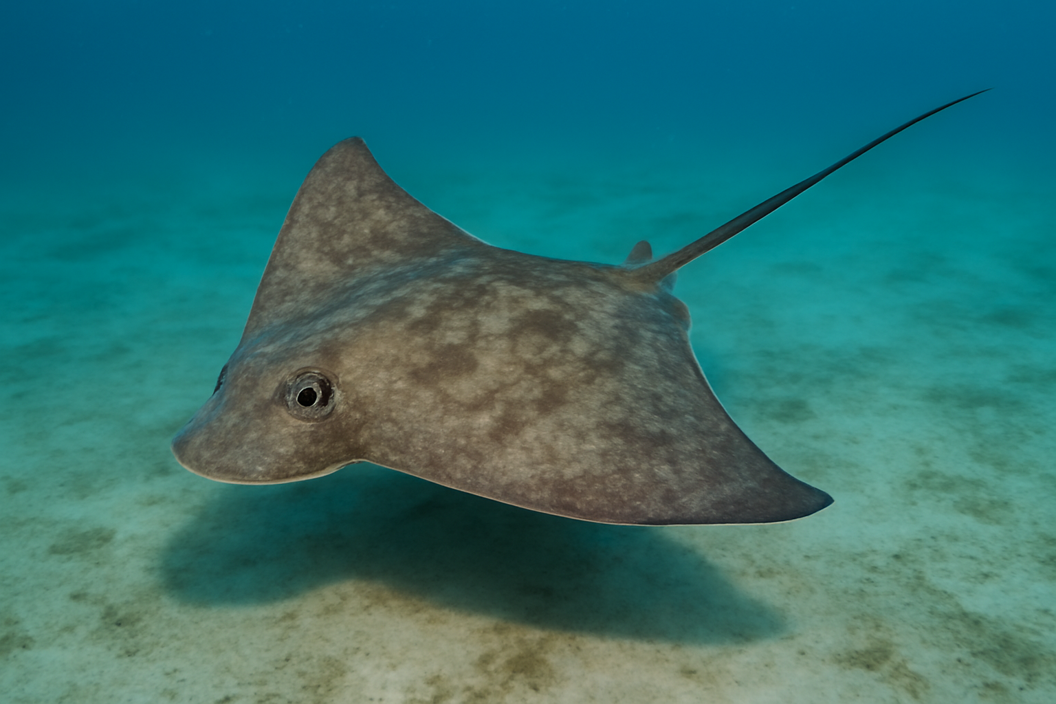 Longtail Butterfly Ray