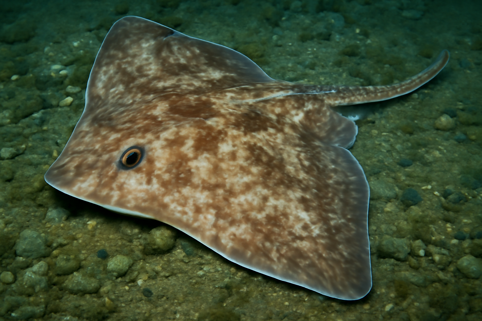 Arctic Skate