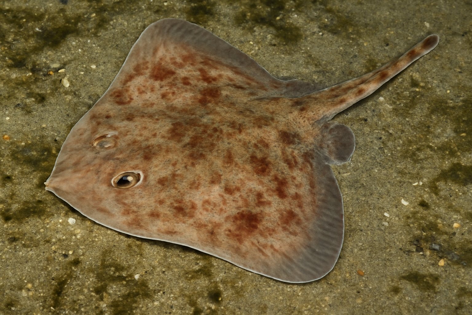 Soft Skate