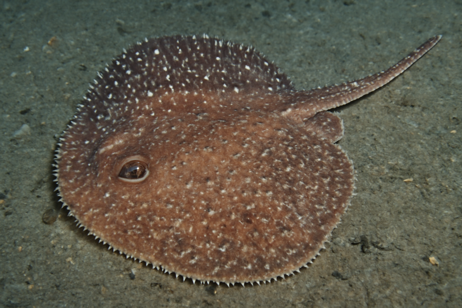 Common Pincushion Skate