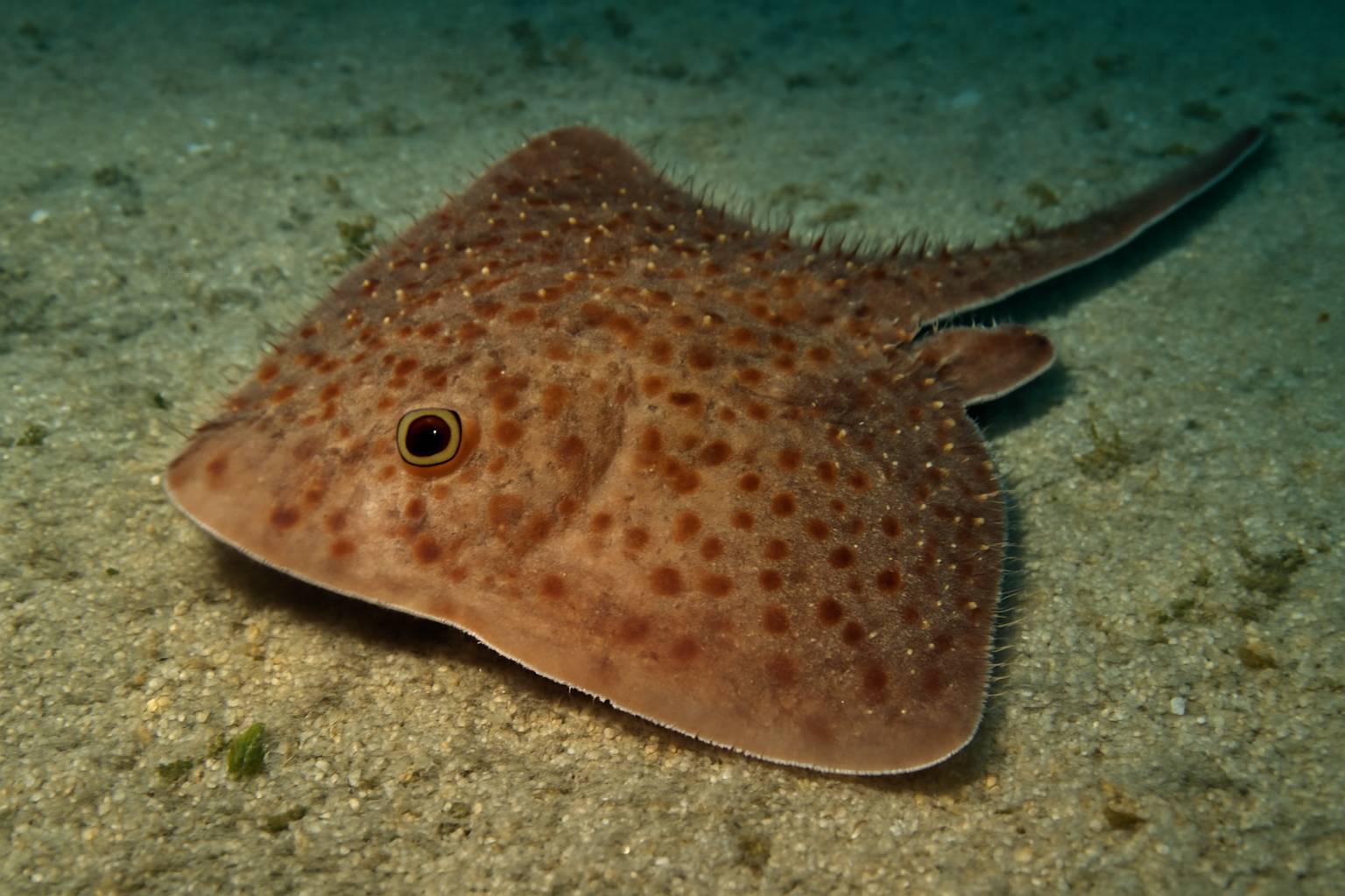 Mediterranean Pincushion Skate