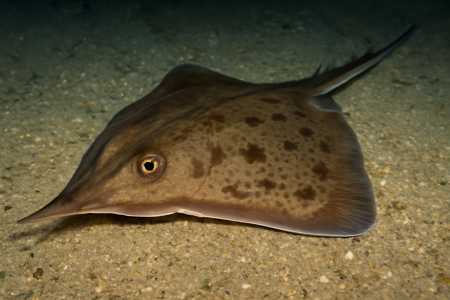Pointed Skate