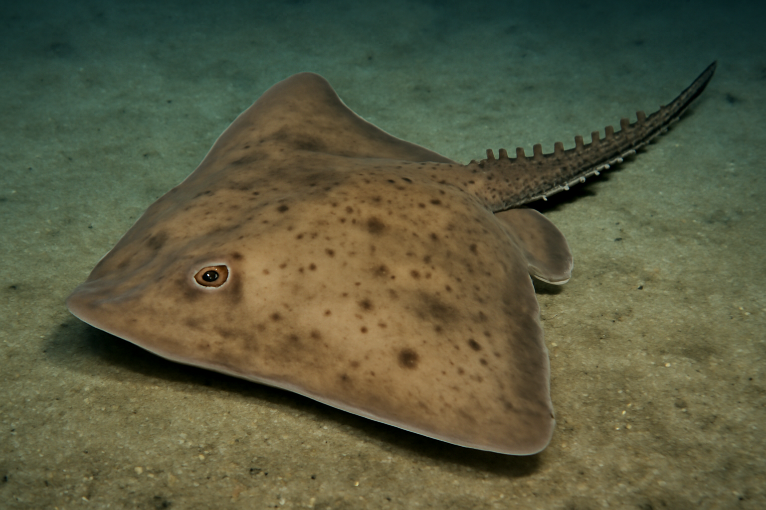 Spinetail Skate