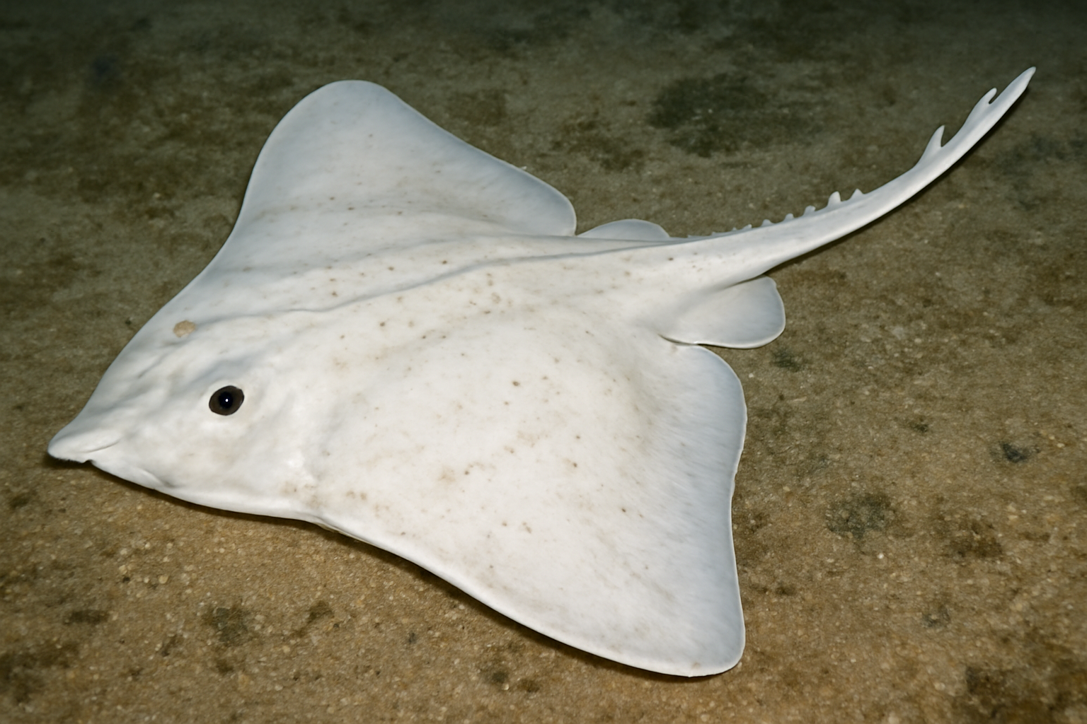 White Skate
