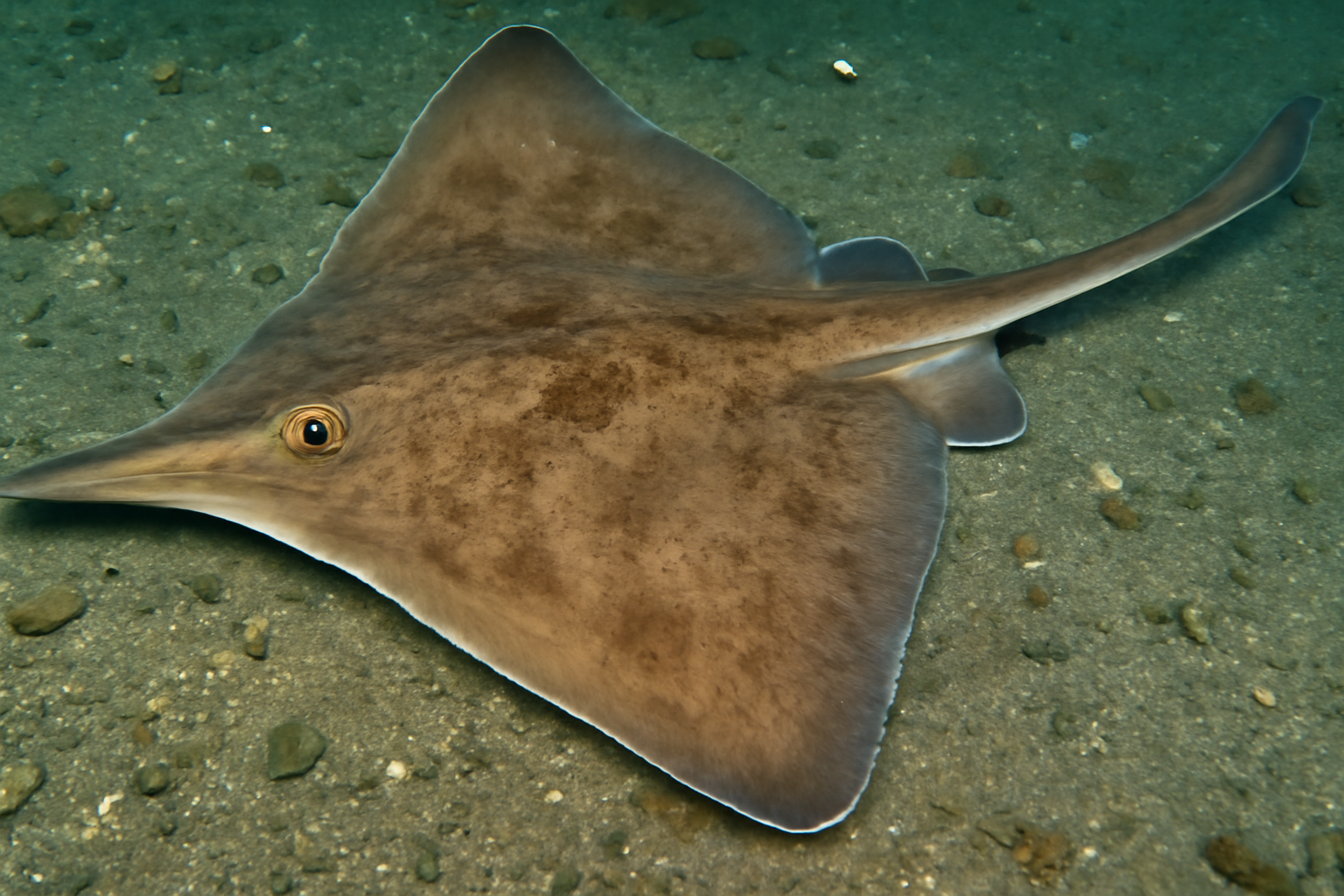 Longnose Skate