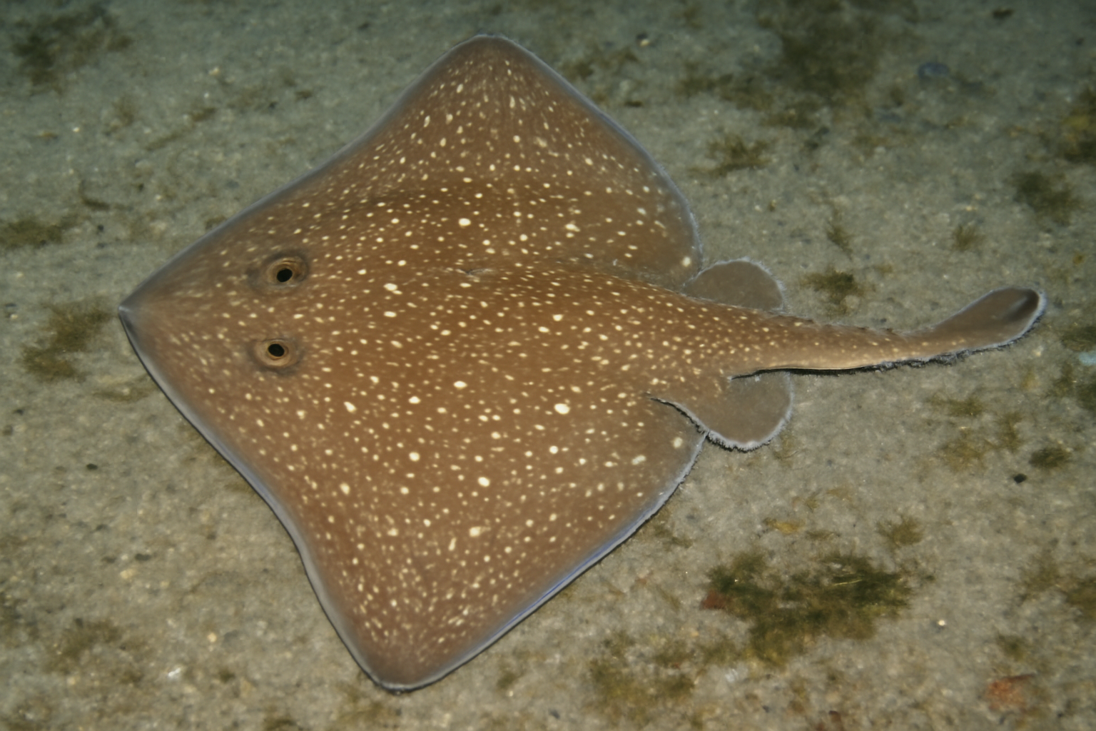 Star Skate