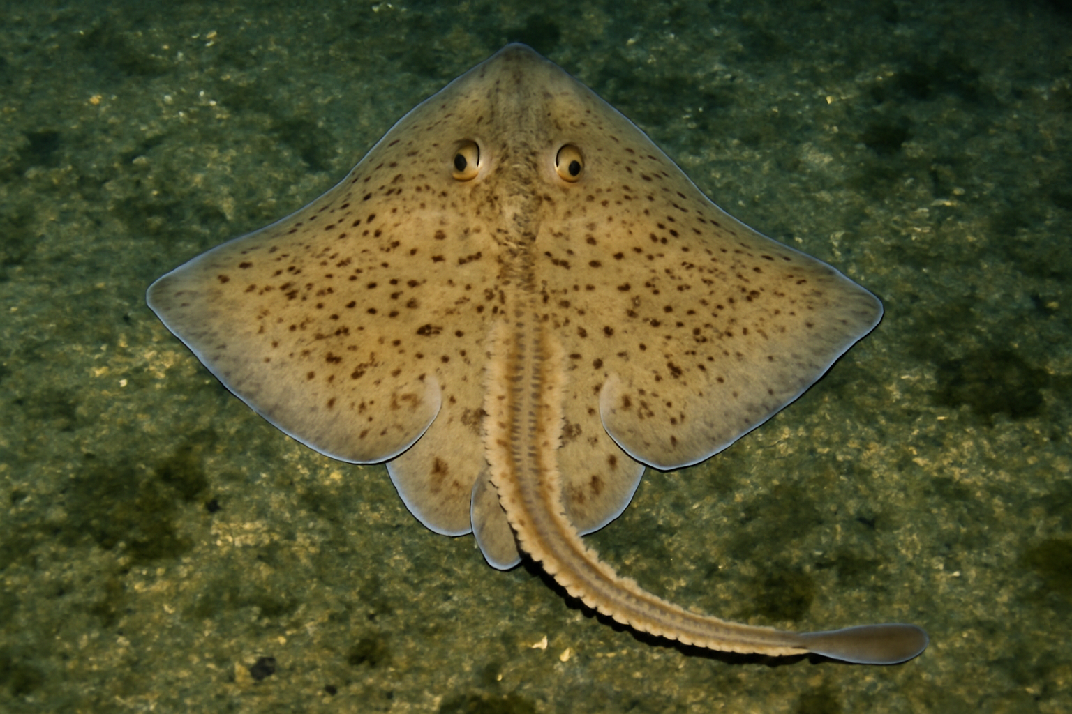 Fine-Spined Skate