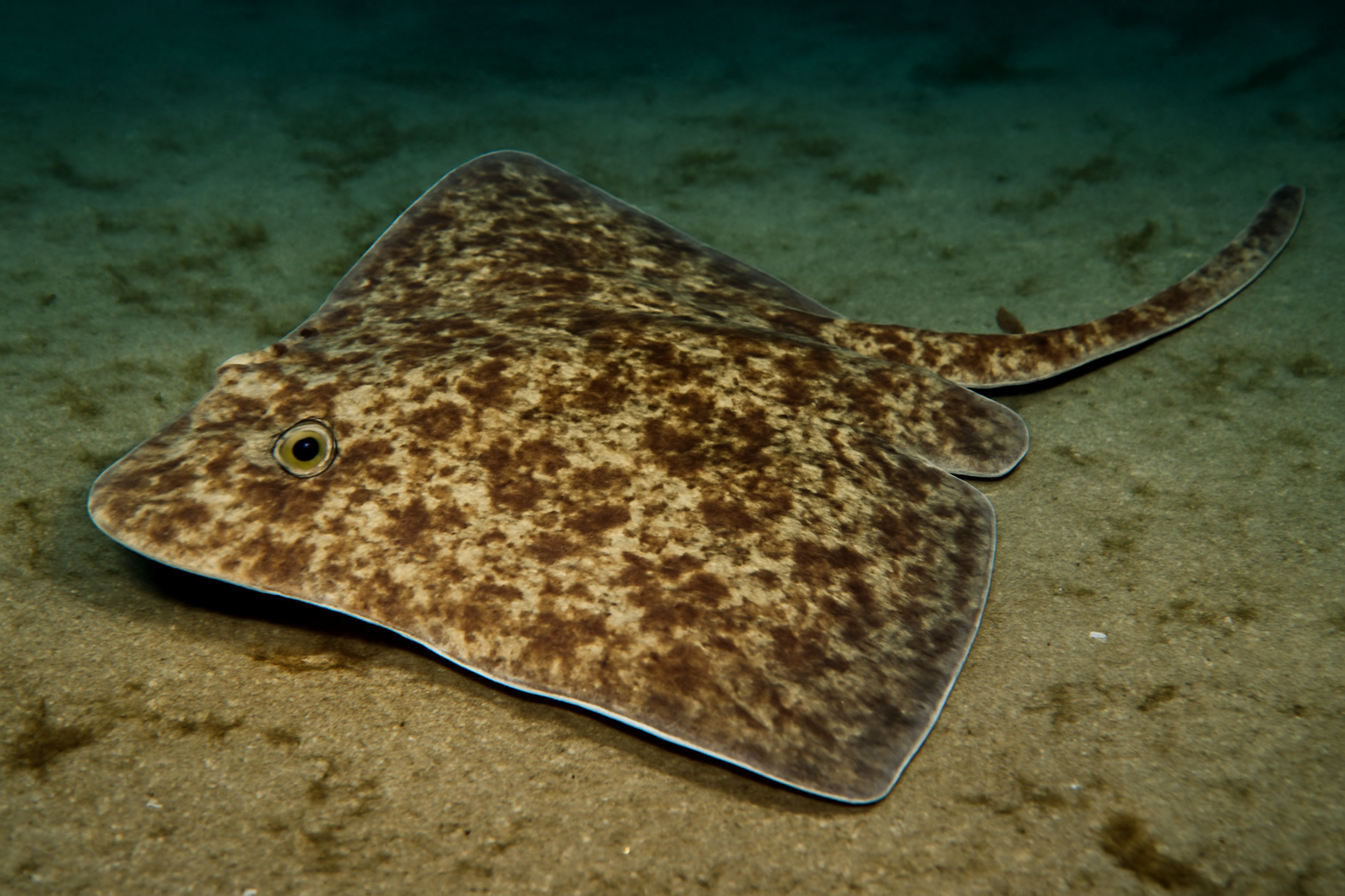 Marmorated Skate