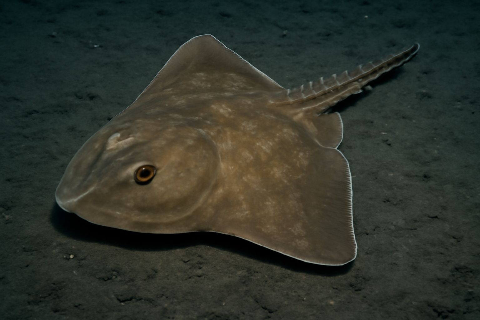 Deepsea Skate