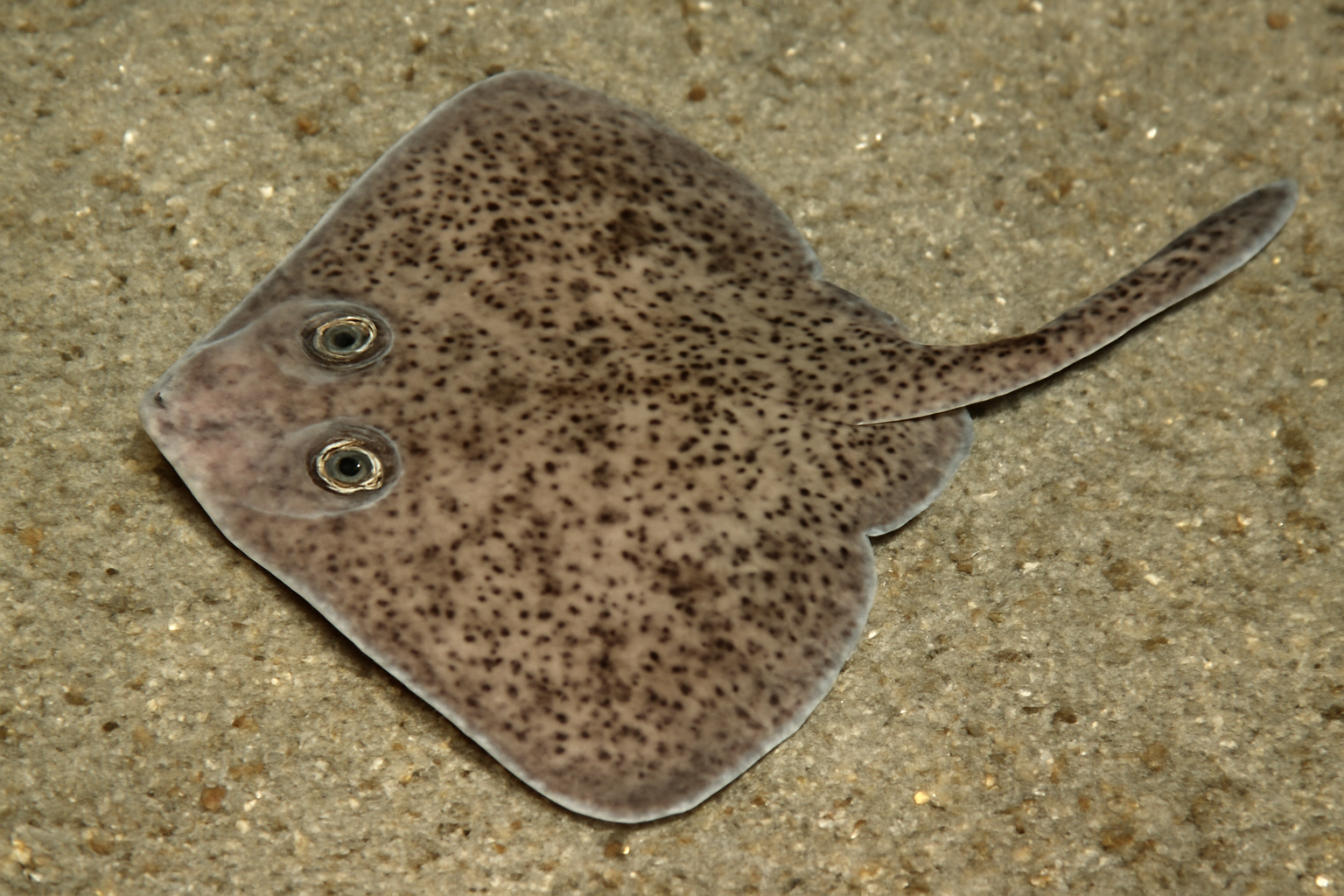 Pygmy Skate