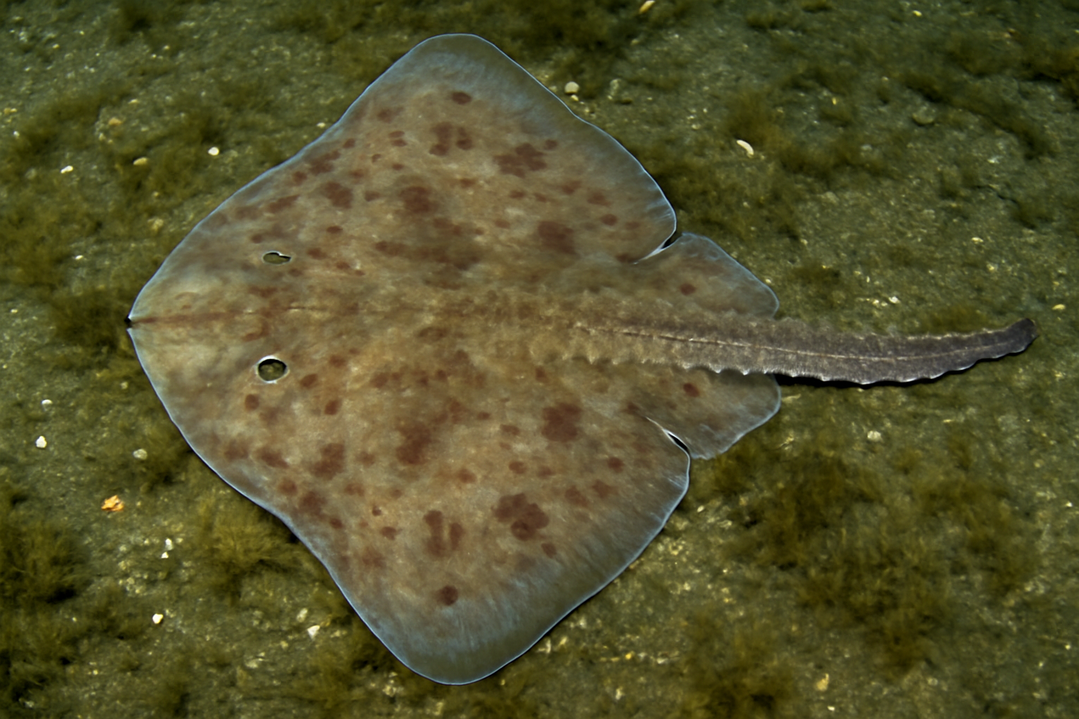 Norwegian Pygmy Skate
