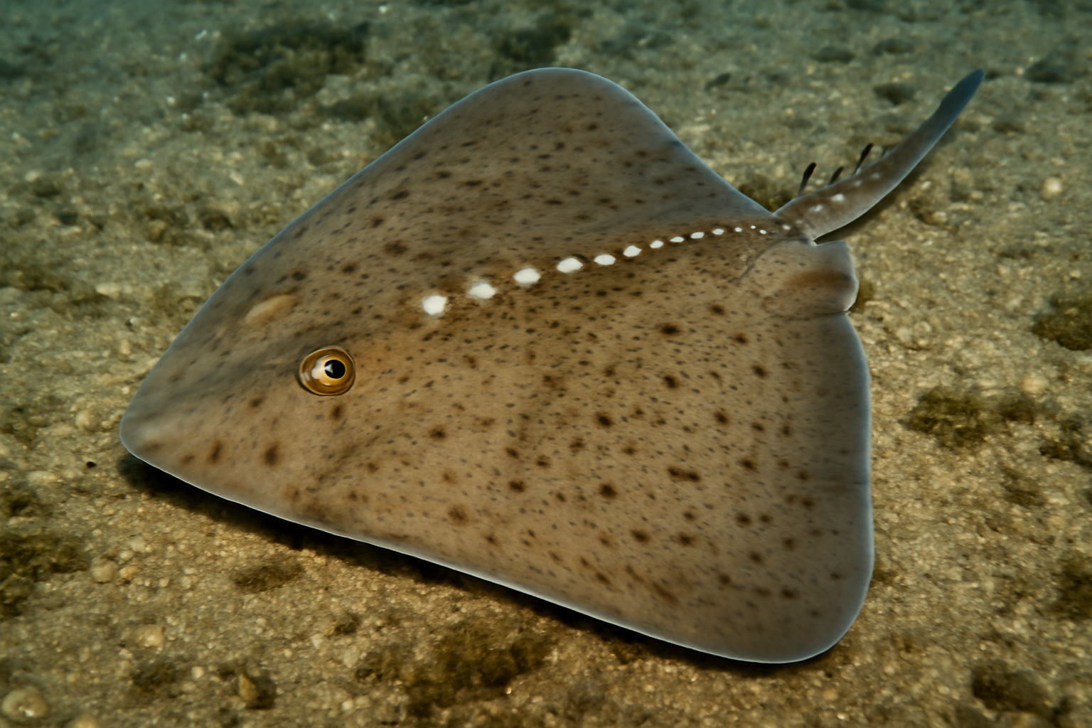 Spotback Skate