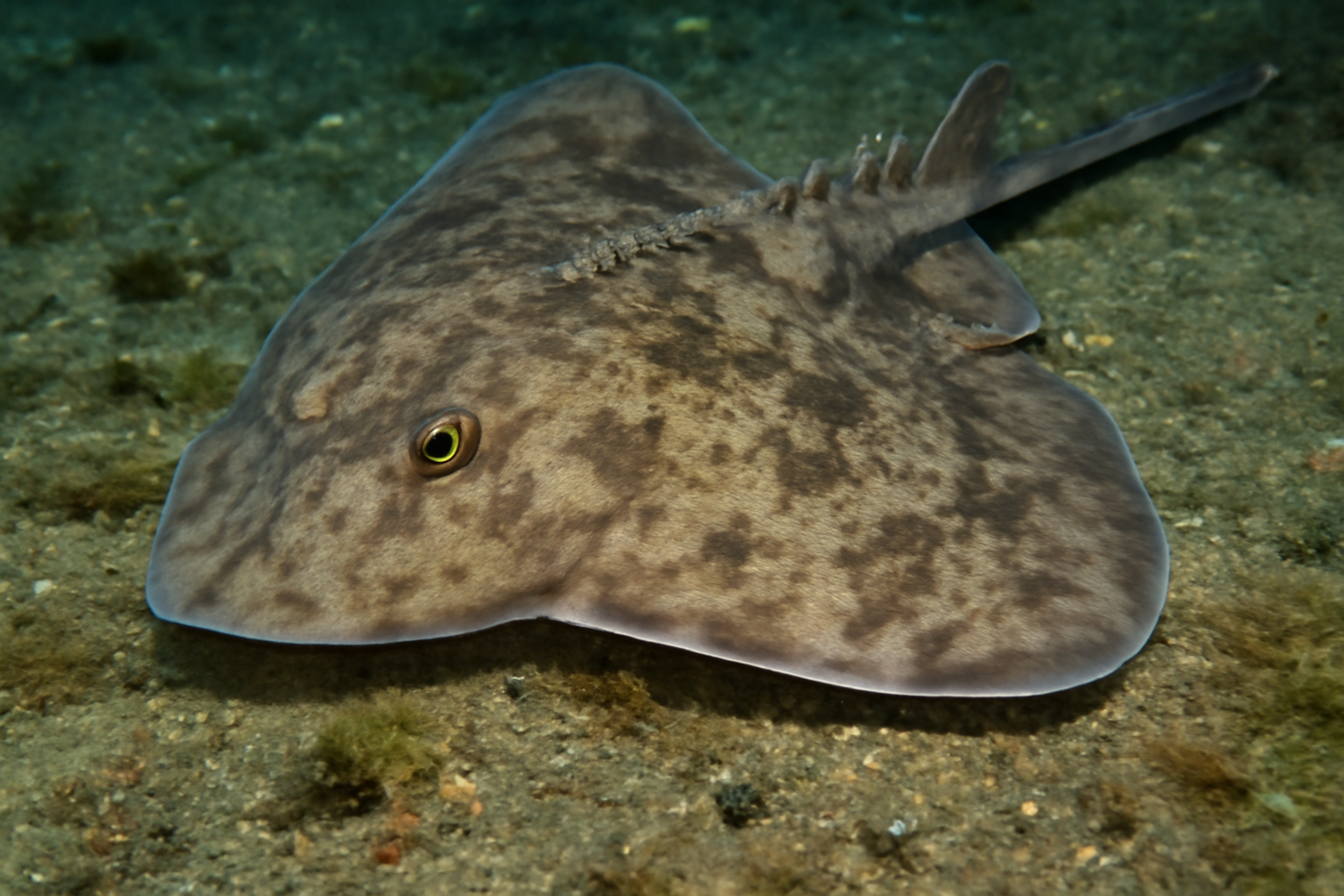 Short-tail Skate