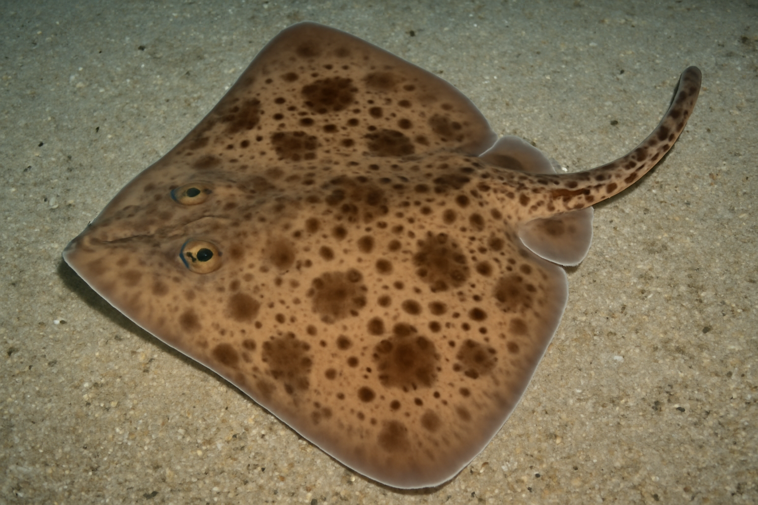 Ogilby's Skate