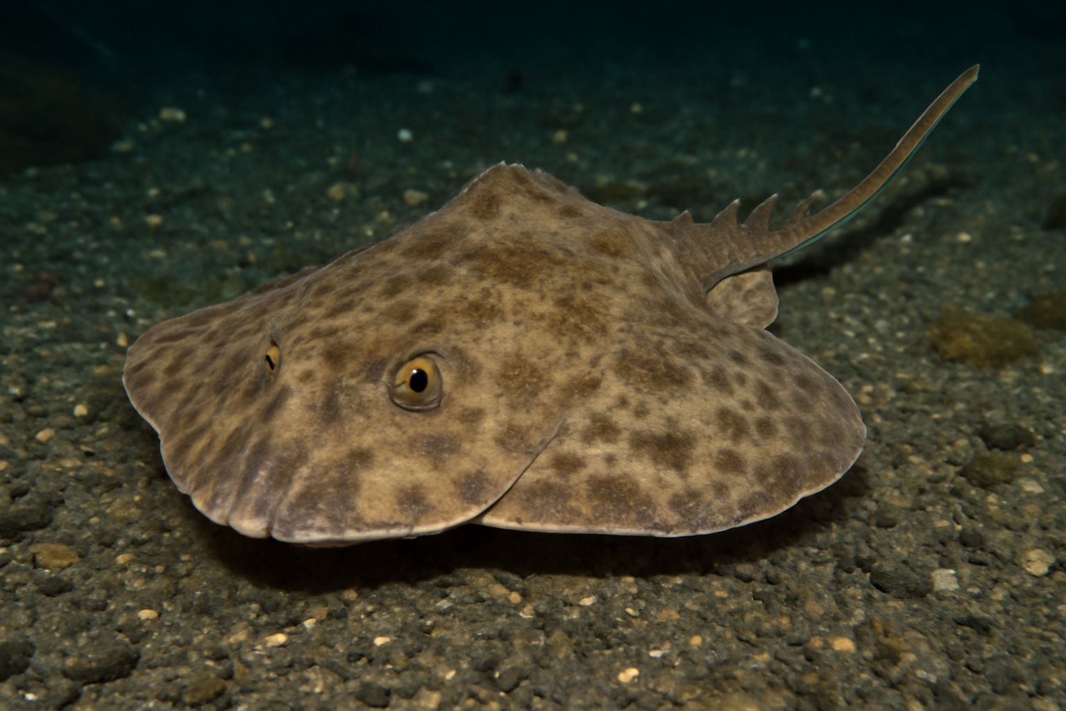 Shortfin Sand Skate