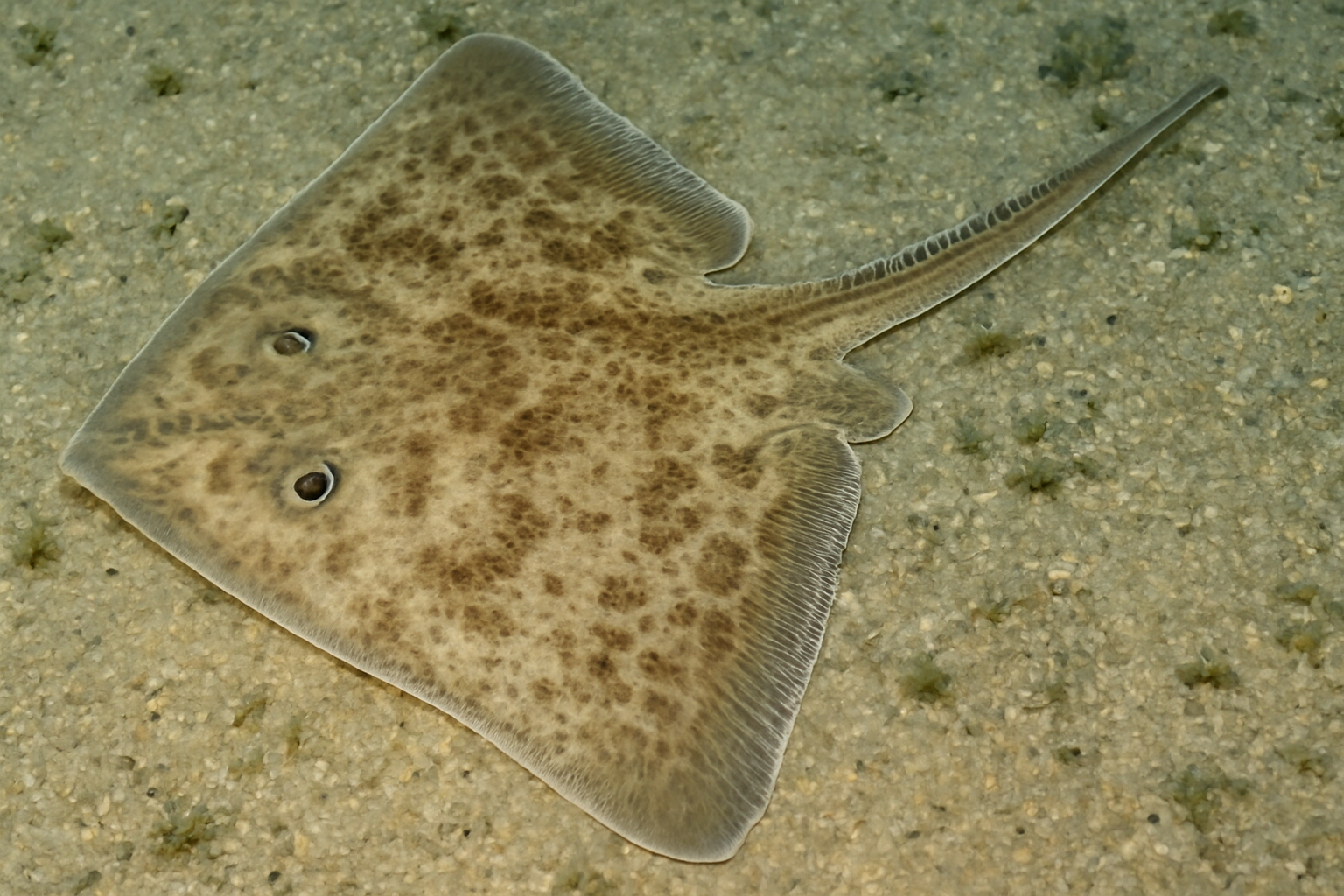 Fine-Spined Sand Skate