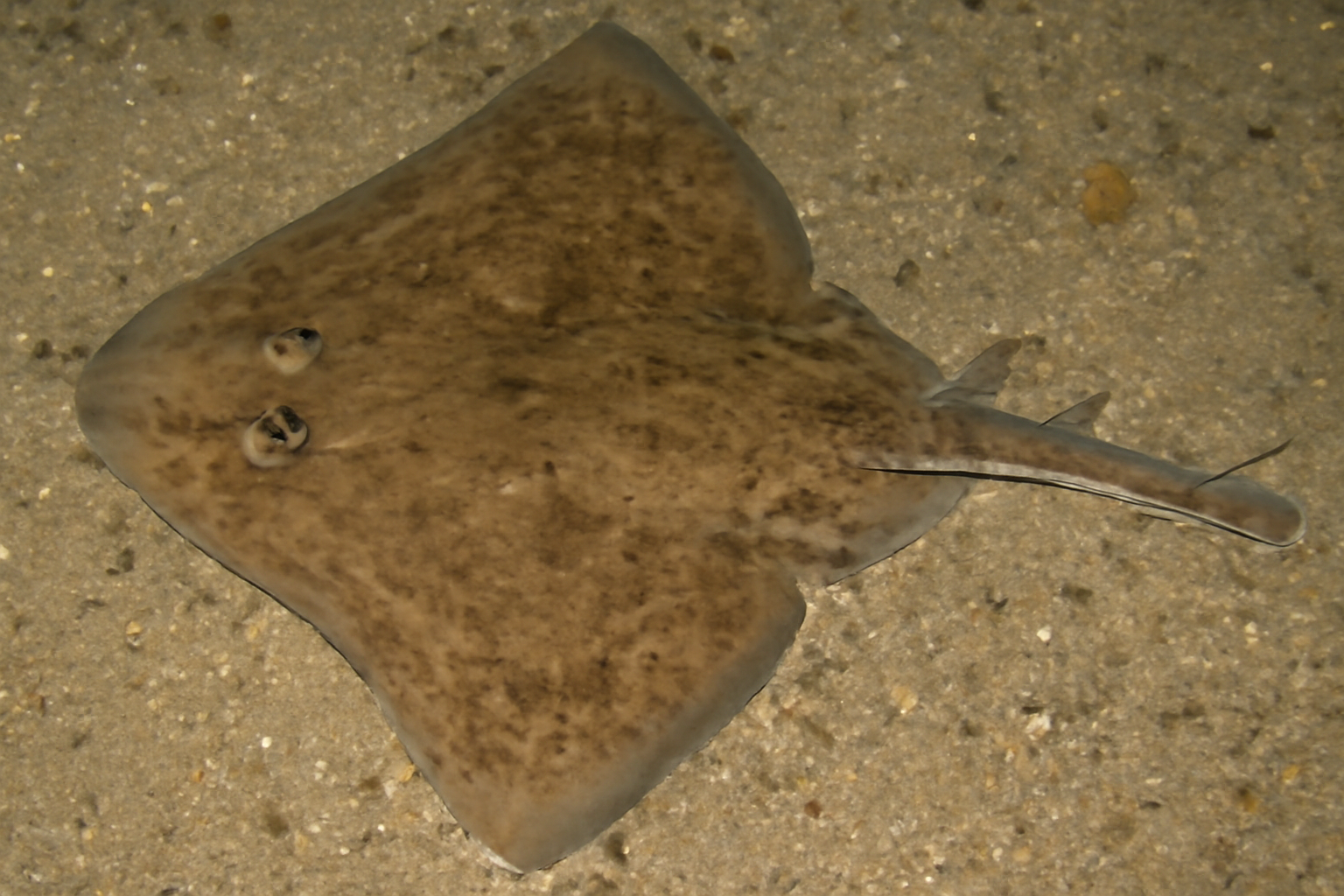 Small-Eyed Sand Skate