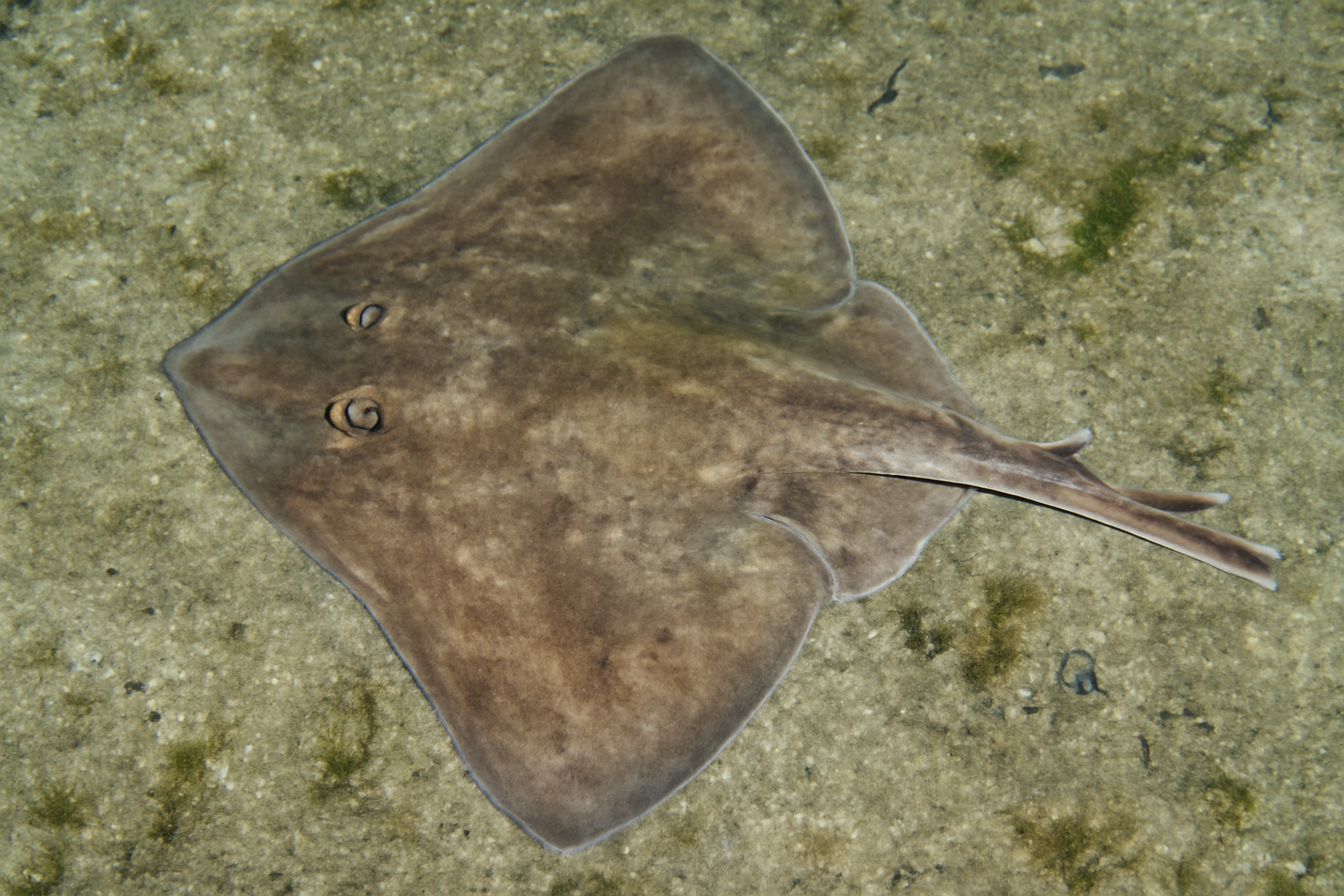 Shortnose Skate
