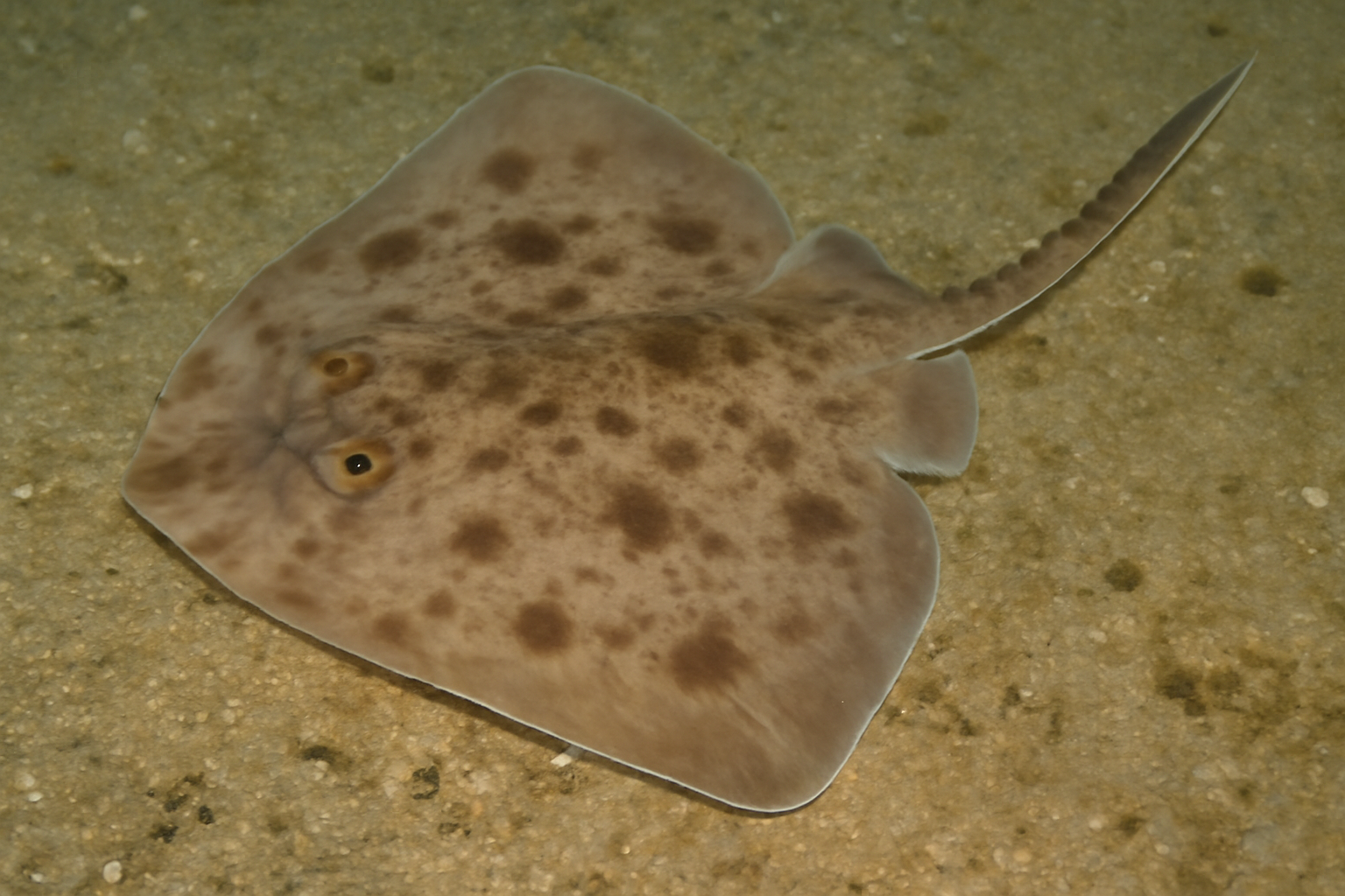 Smallthorn sandskate