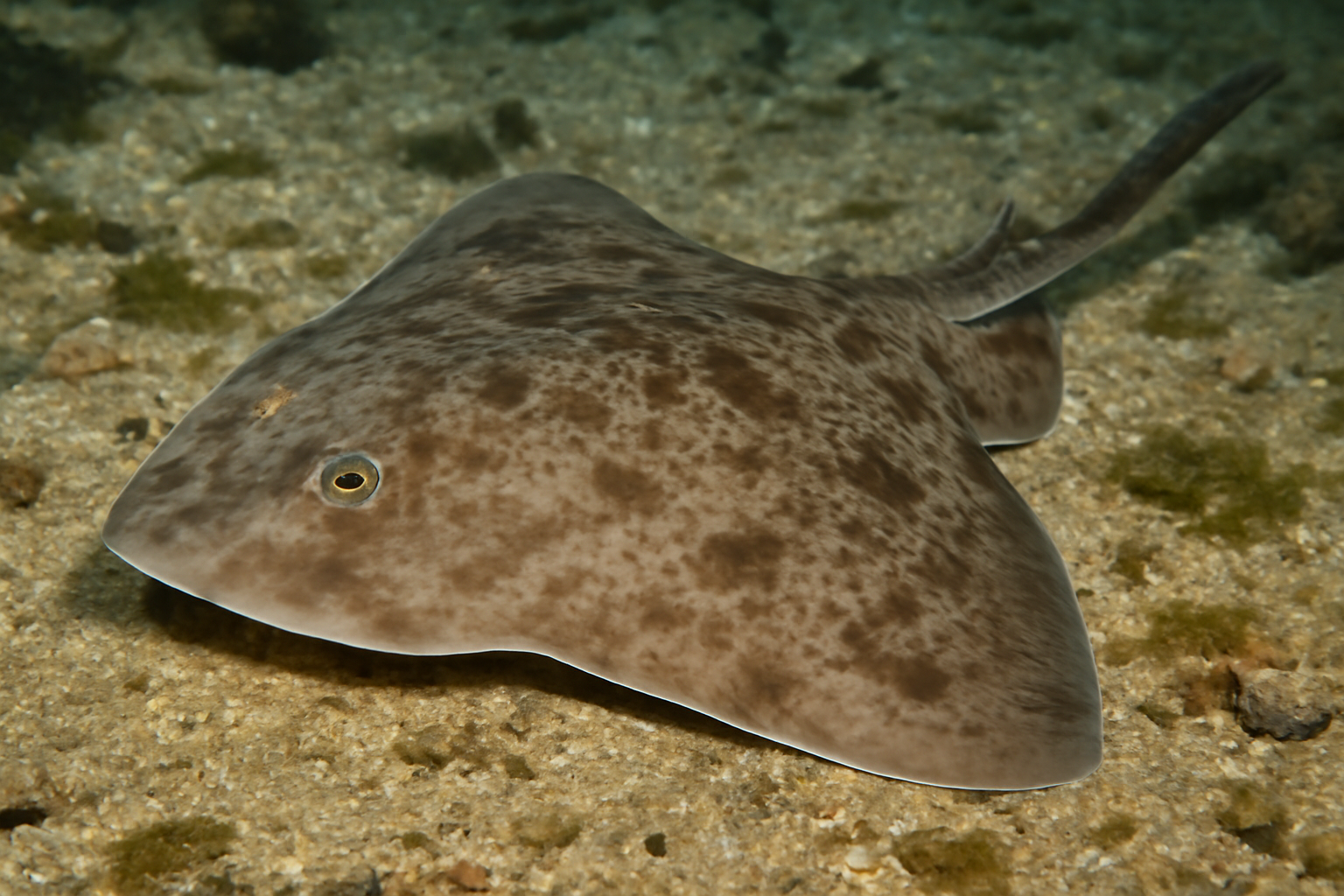 Smallnose fanskate