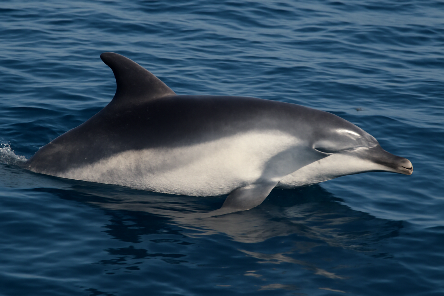 Burrunan Dolphin