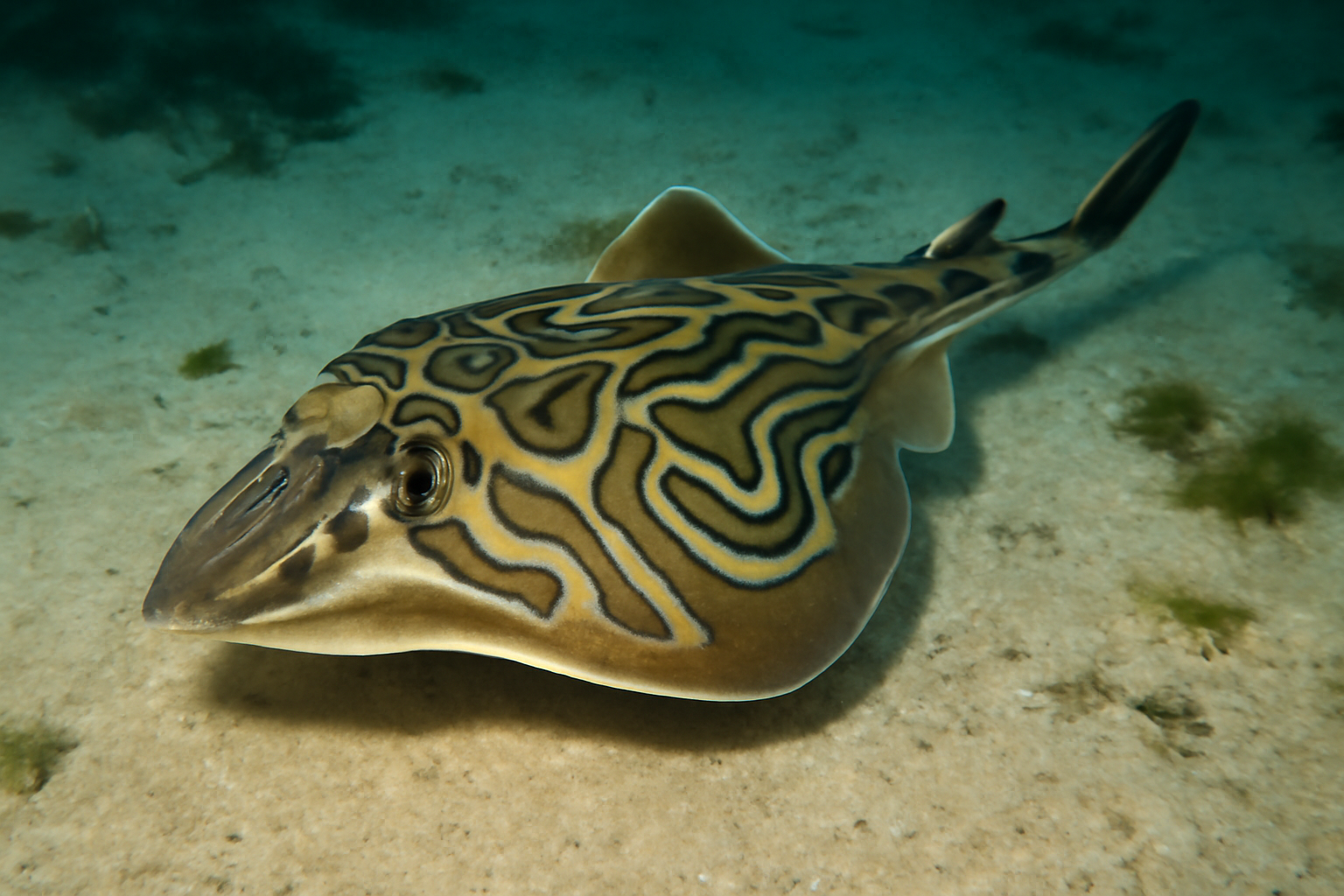 Eastern Fiddler Ray