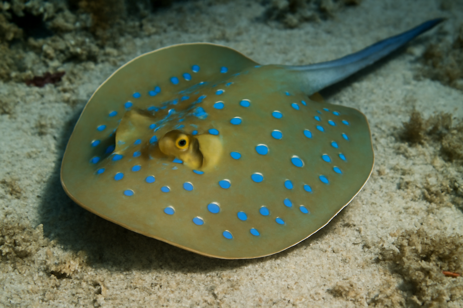Bluespotted stingray