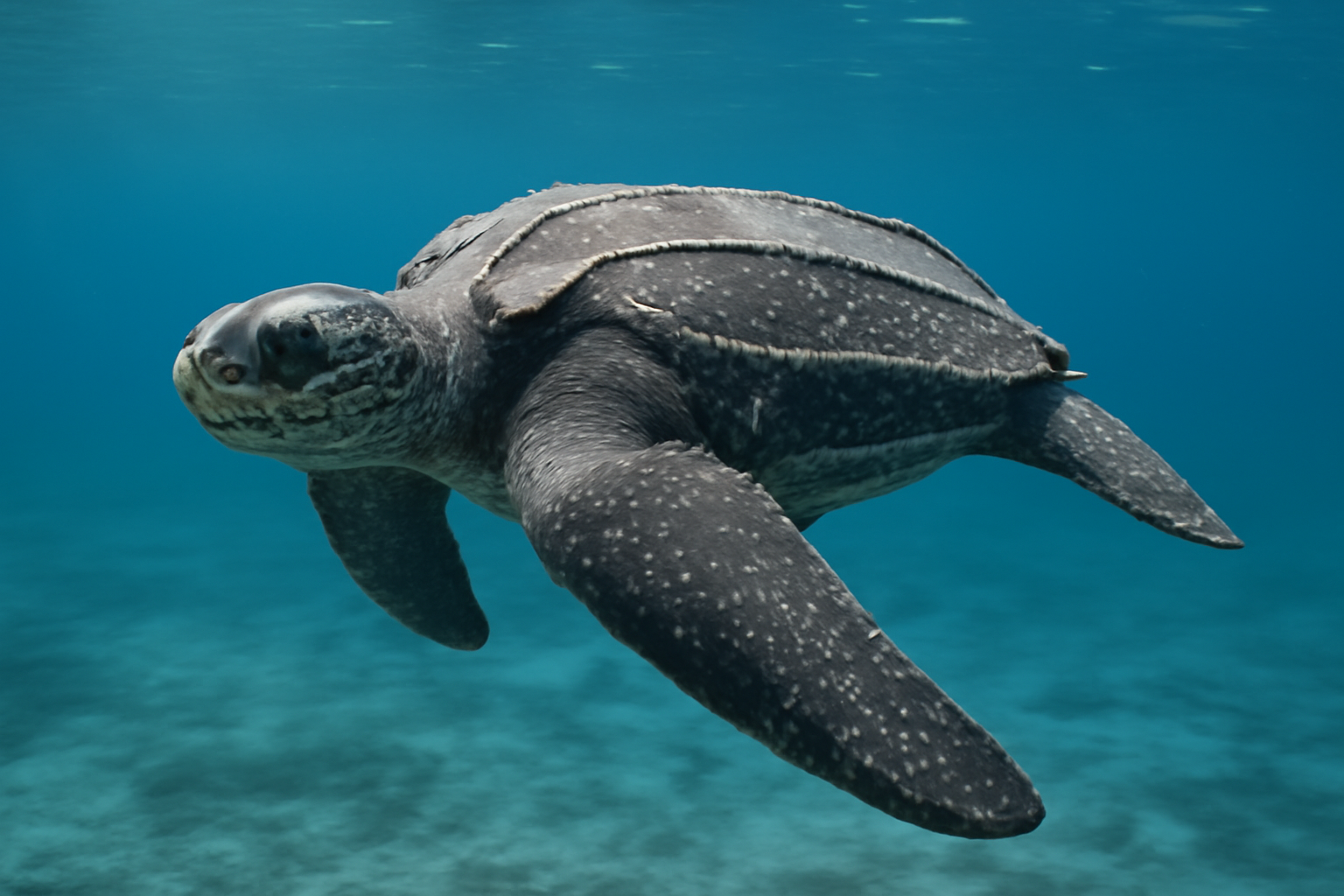 Leatherback Sea Turtle