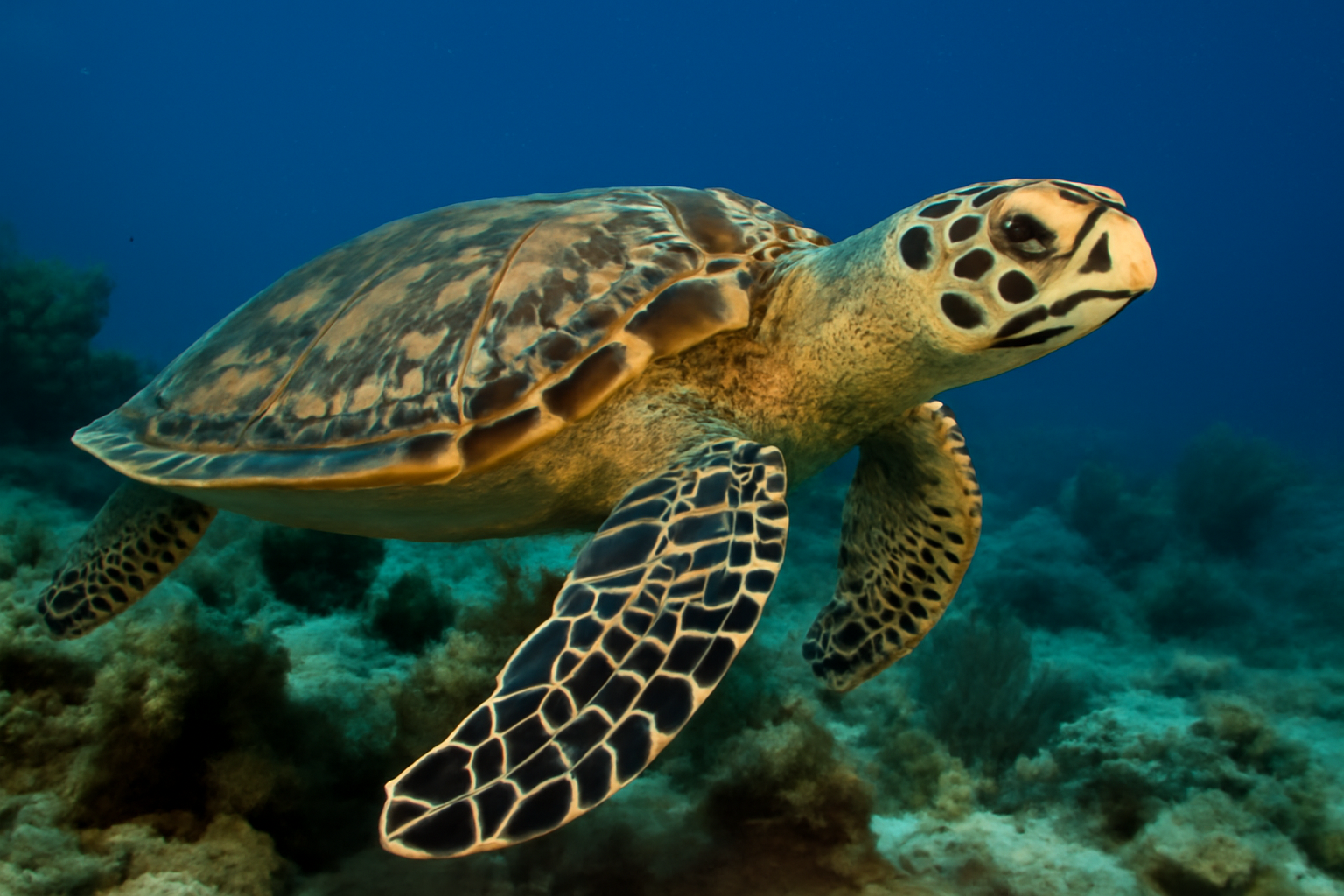Hawksbill sea turtle