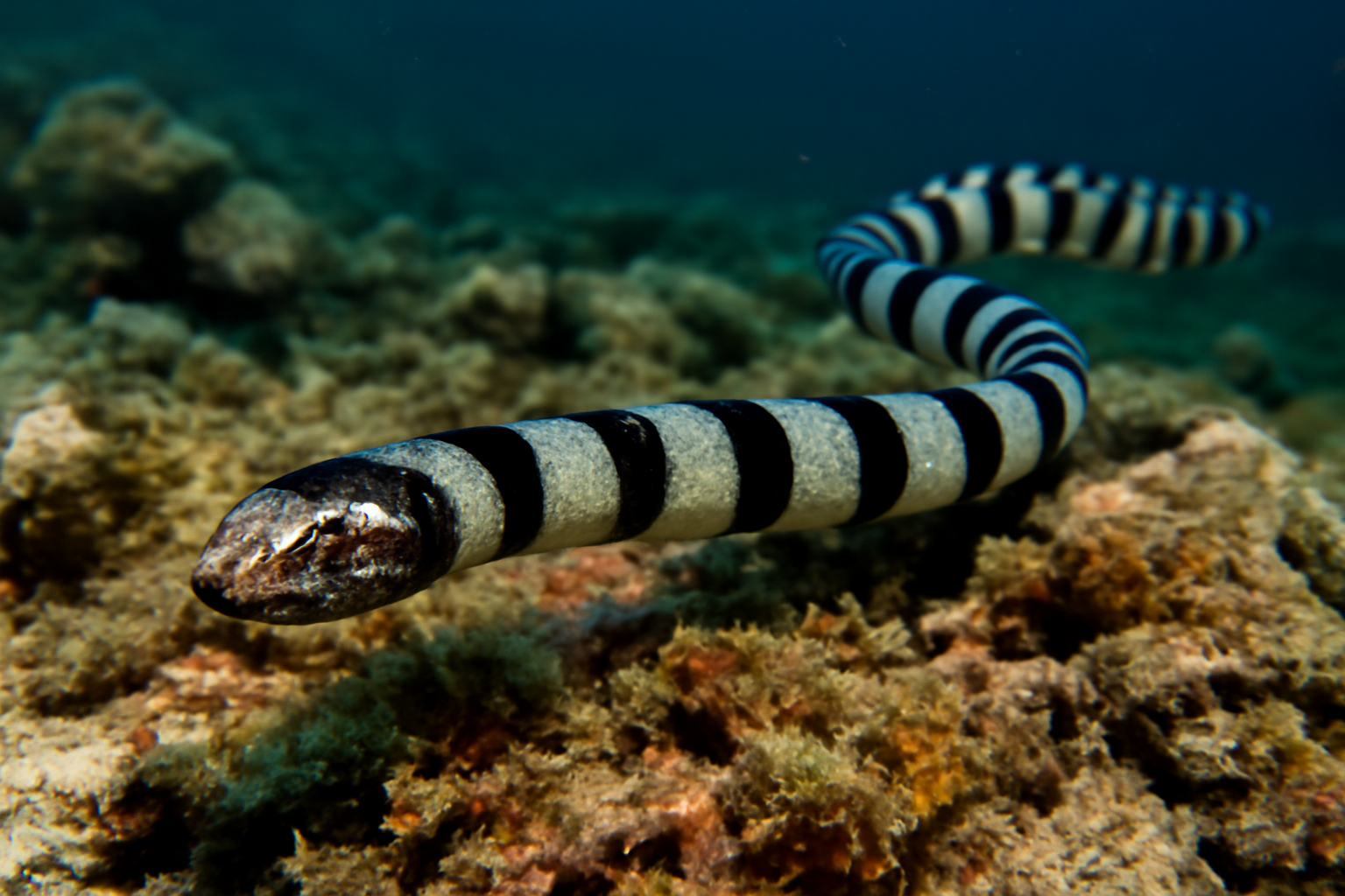 Banded Sea Krait