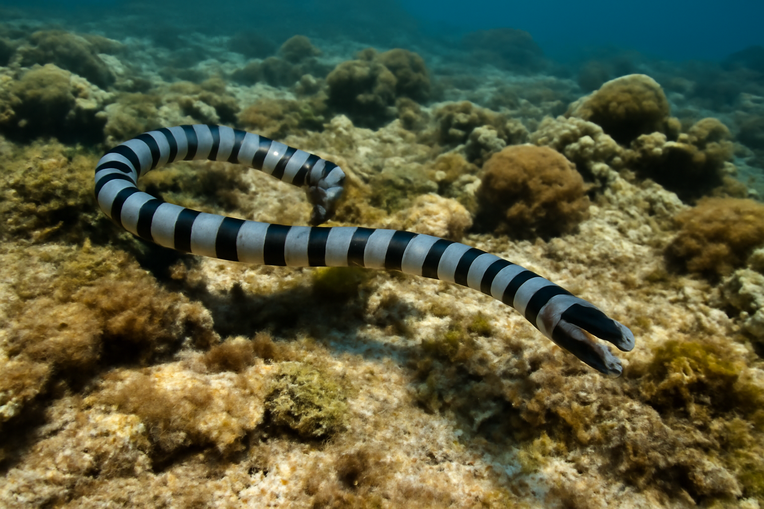 Reef Flat Sea Krait