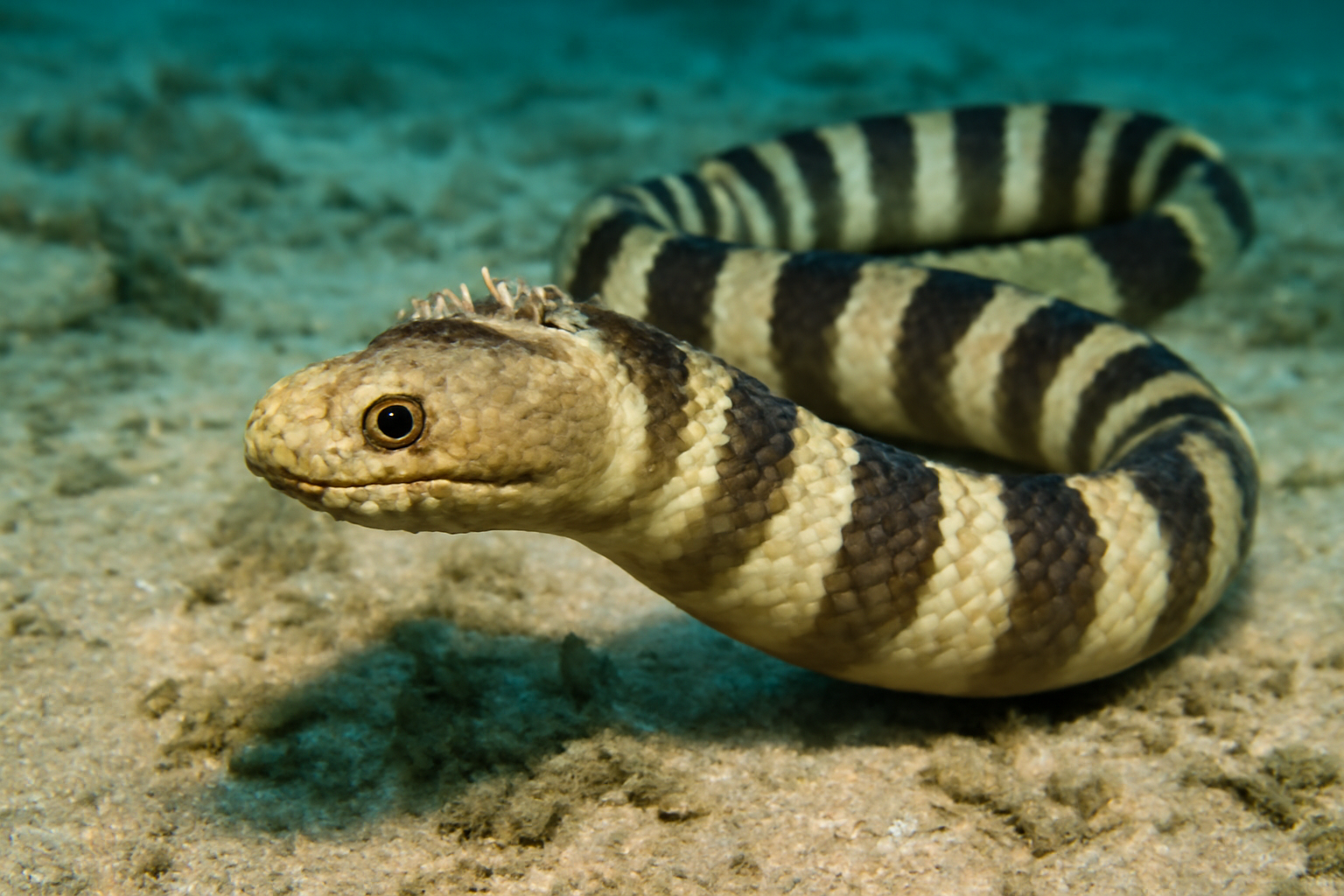 Spiny-headed sea snake