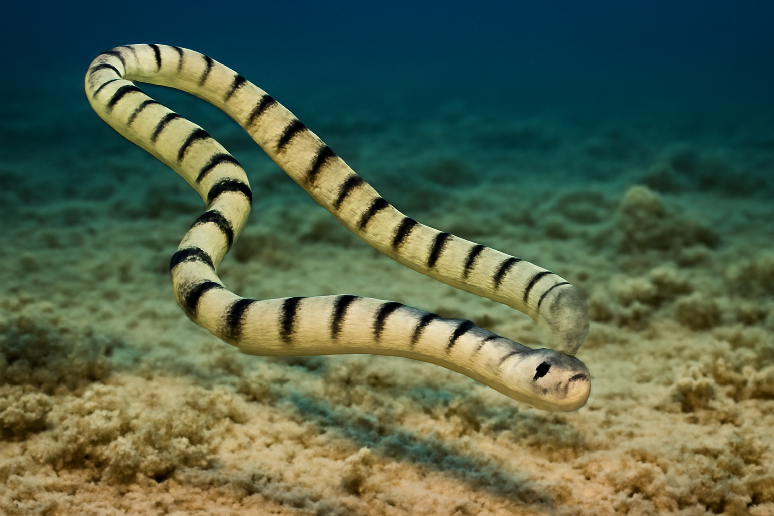 Elegant sea snake