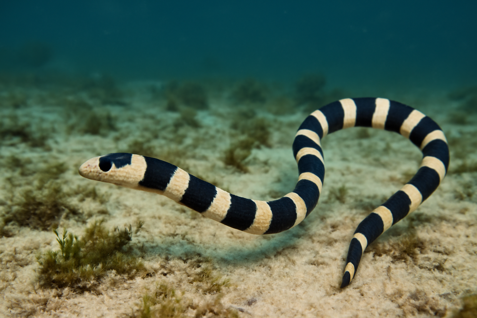 Annular Seasnake