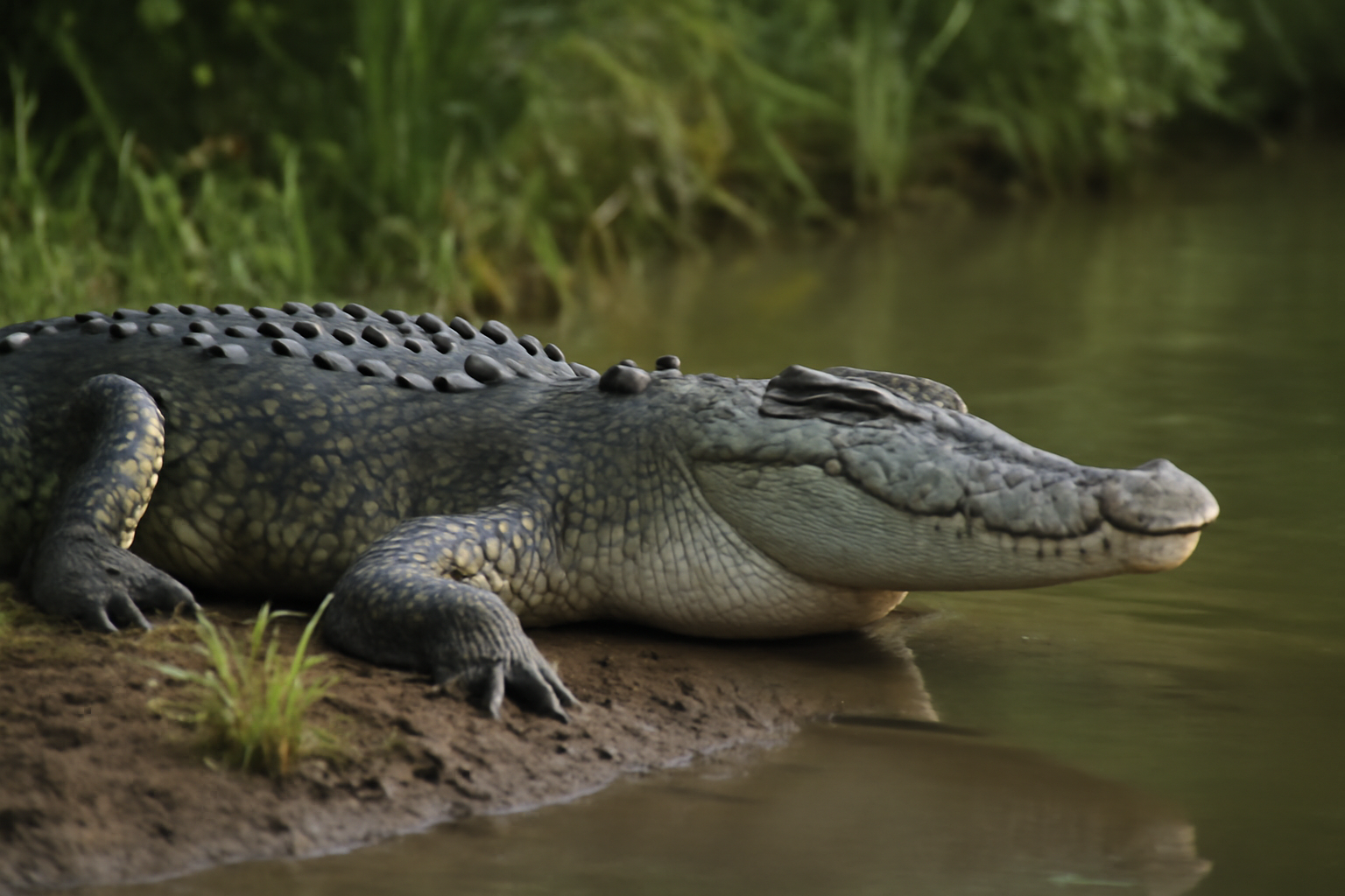 Saltwater Crocodile