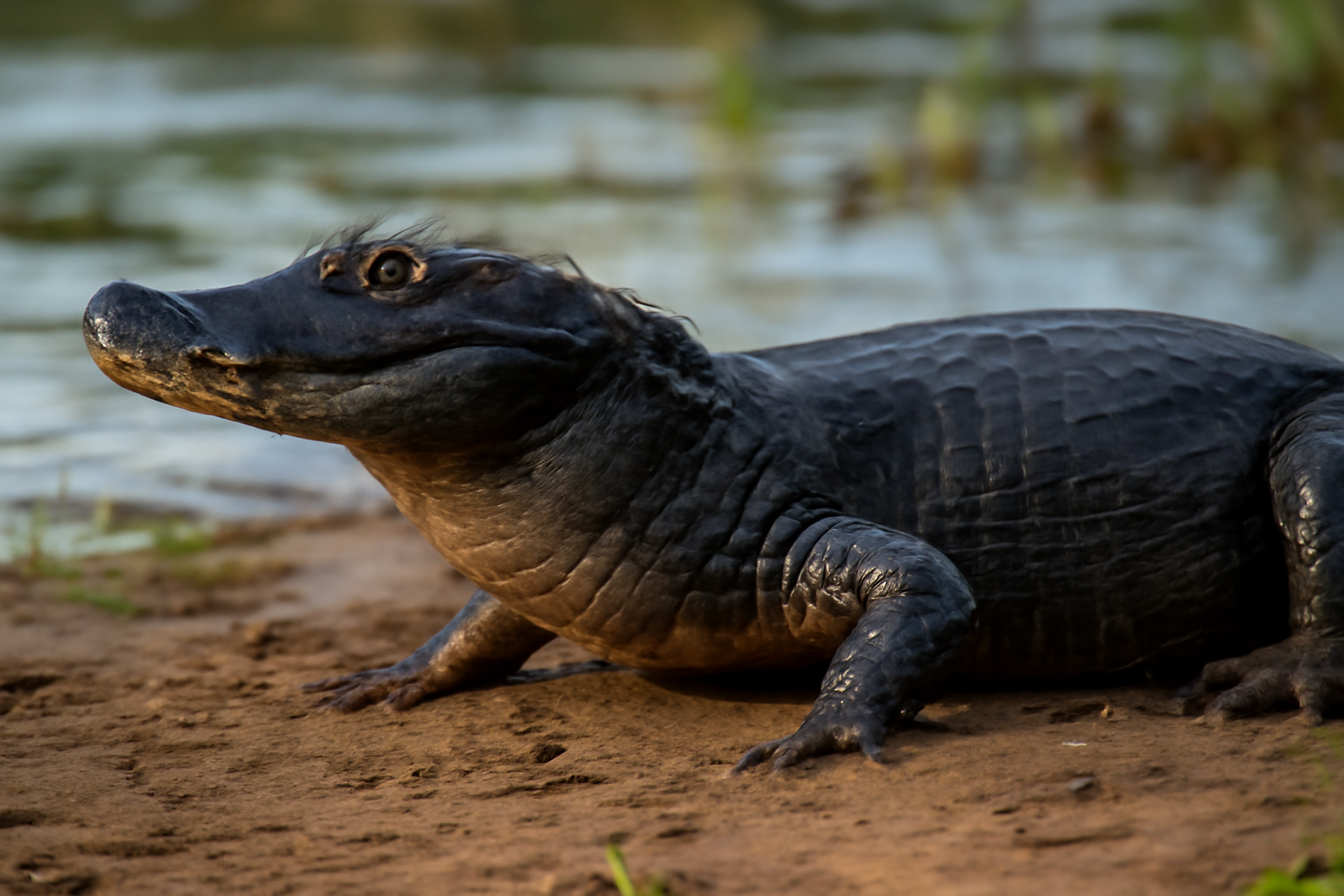 Black Caiman
