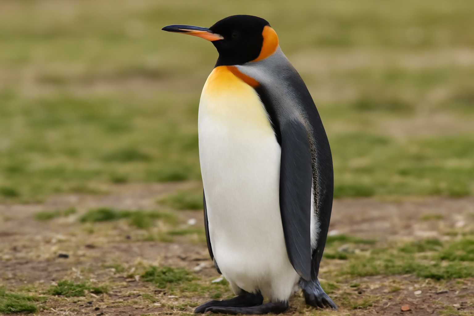 King Penguin