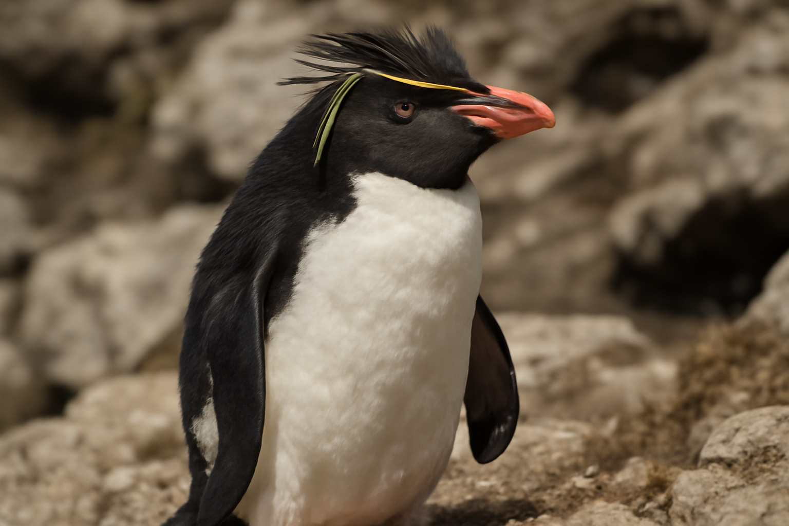 Southern Rockhopper Penguin