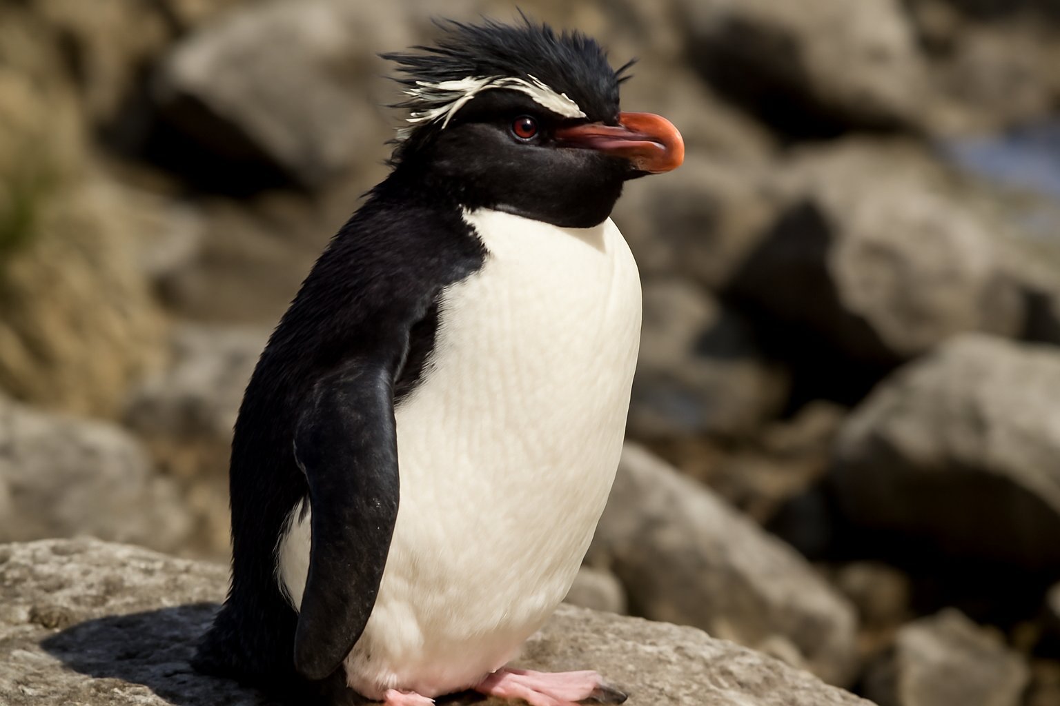 Northern Rockhopper Penguin