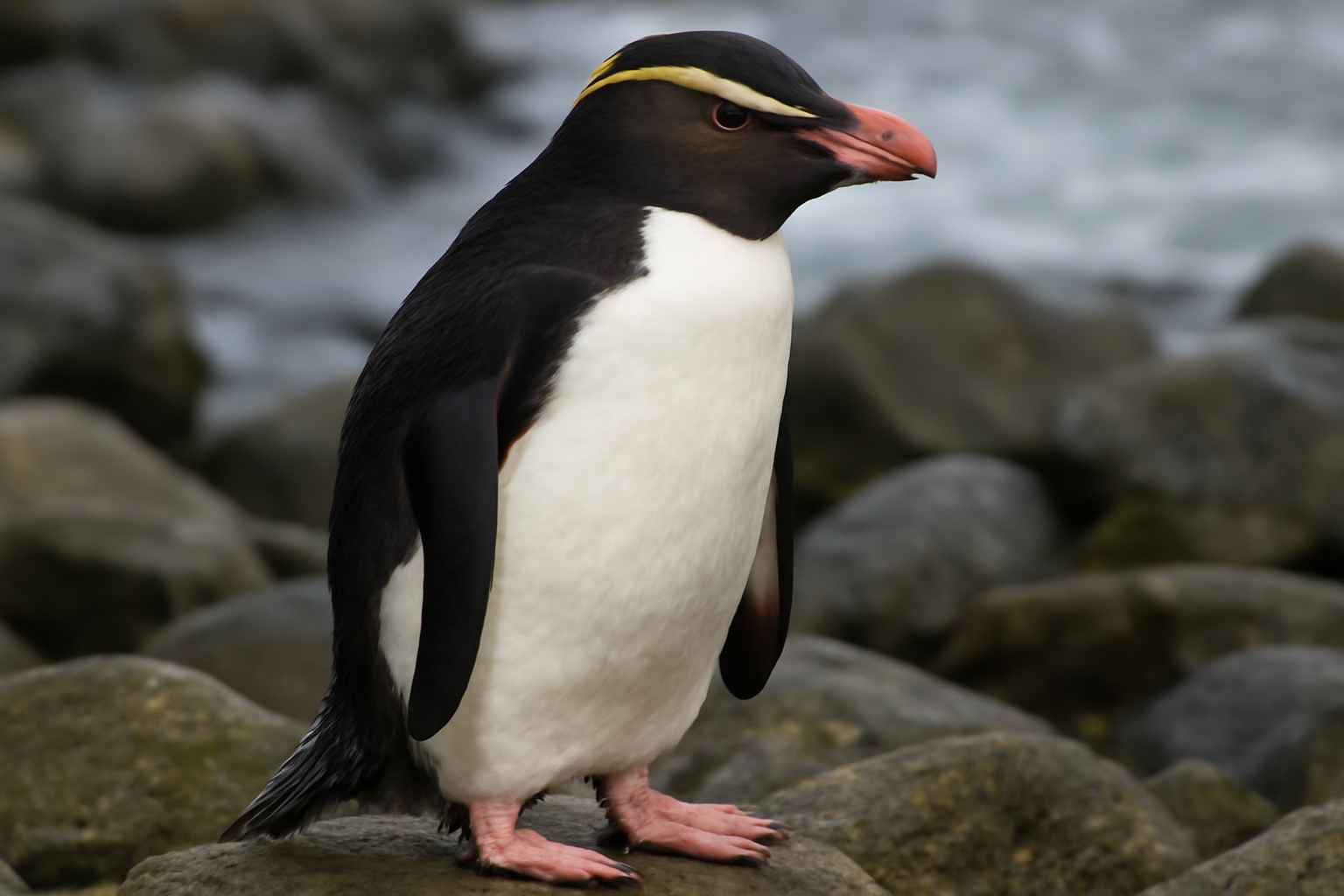 Snares Penguin