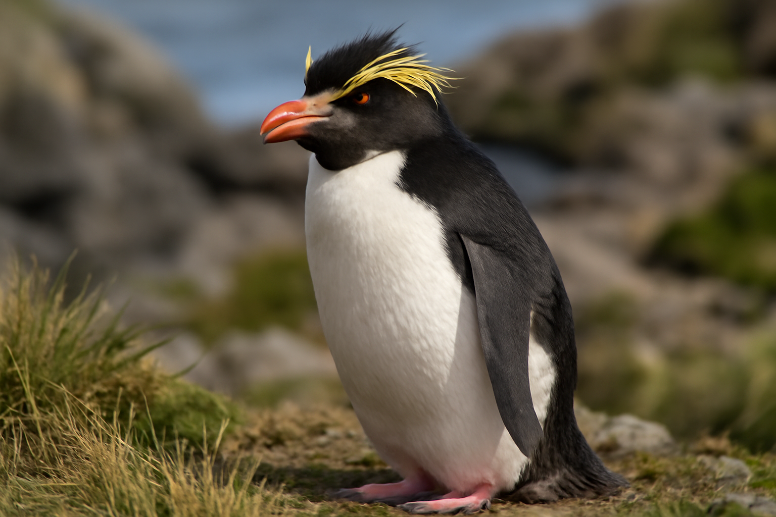 Erect-crested Penguin