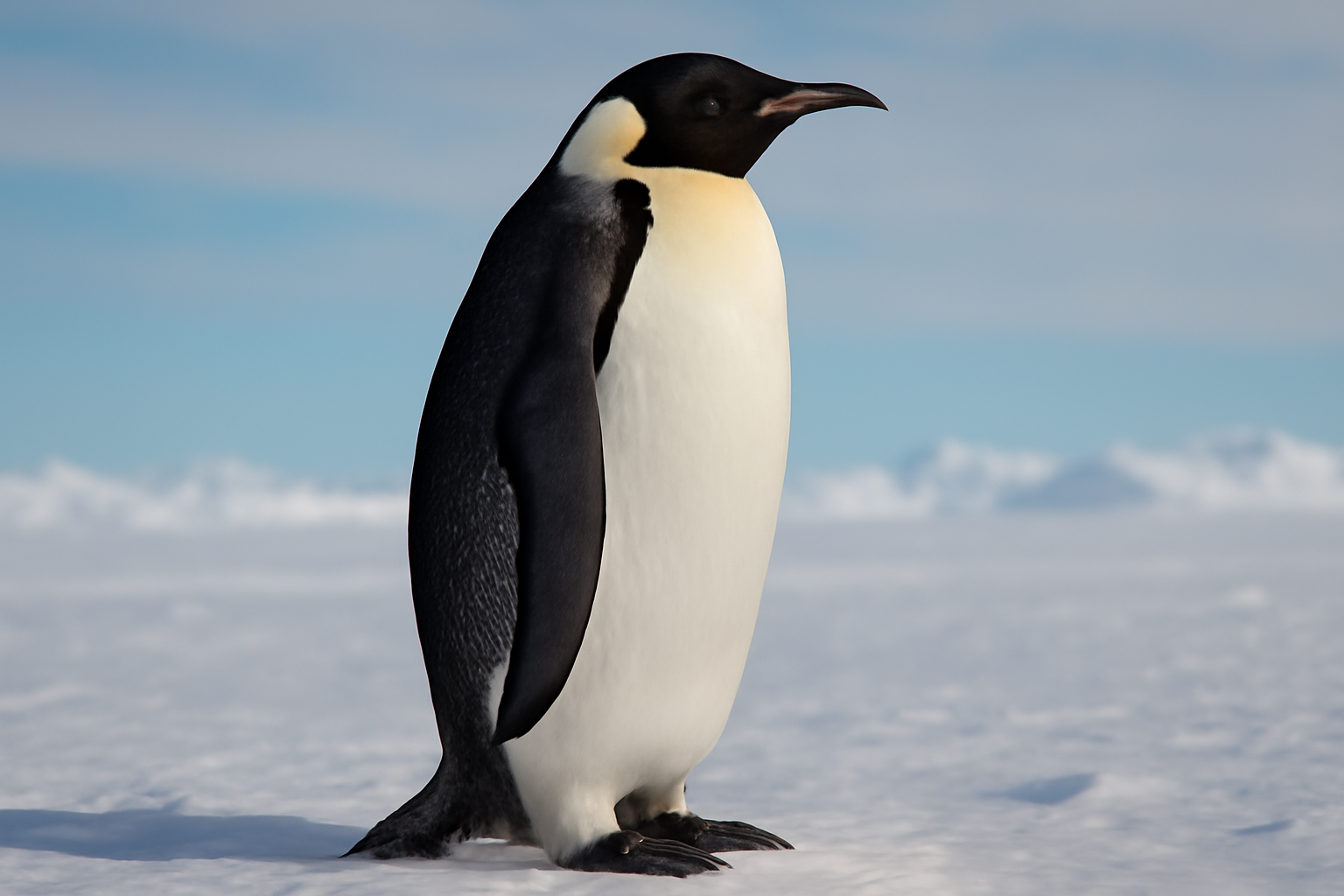 Emperor Penguin