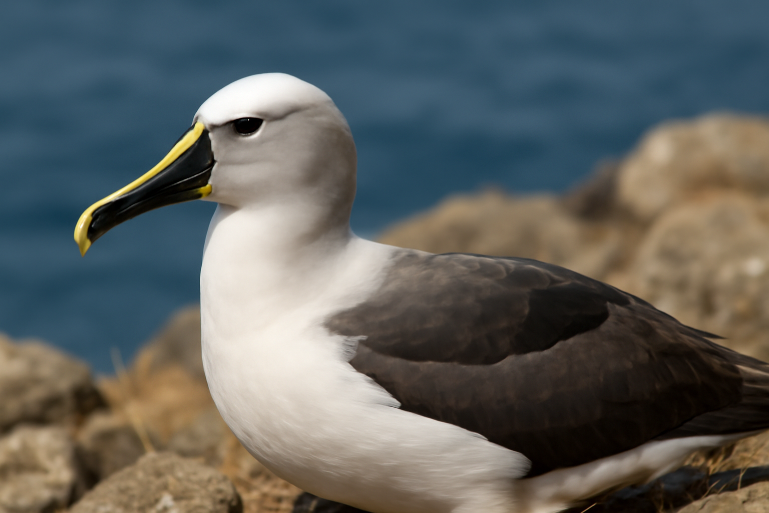 Indian Yellow-nosed Albatross