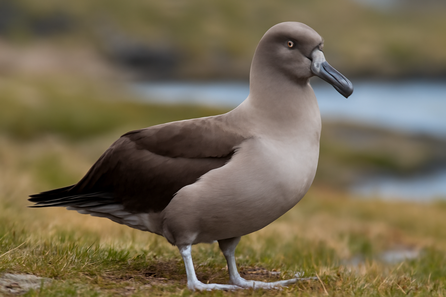 Light-mantled Albatross
