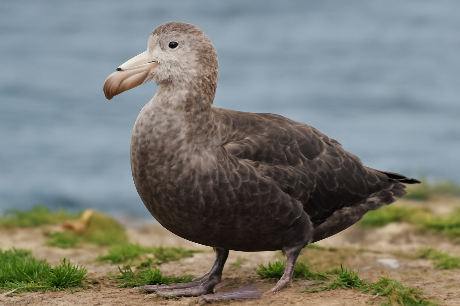 Southern Giant Petrel