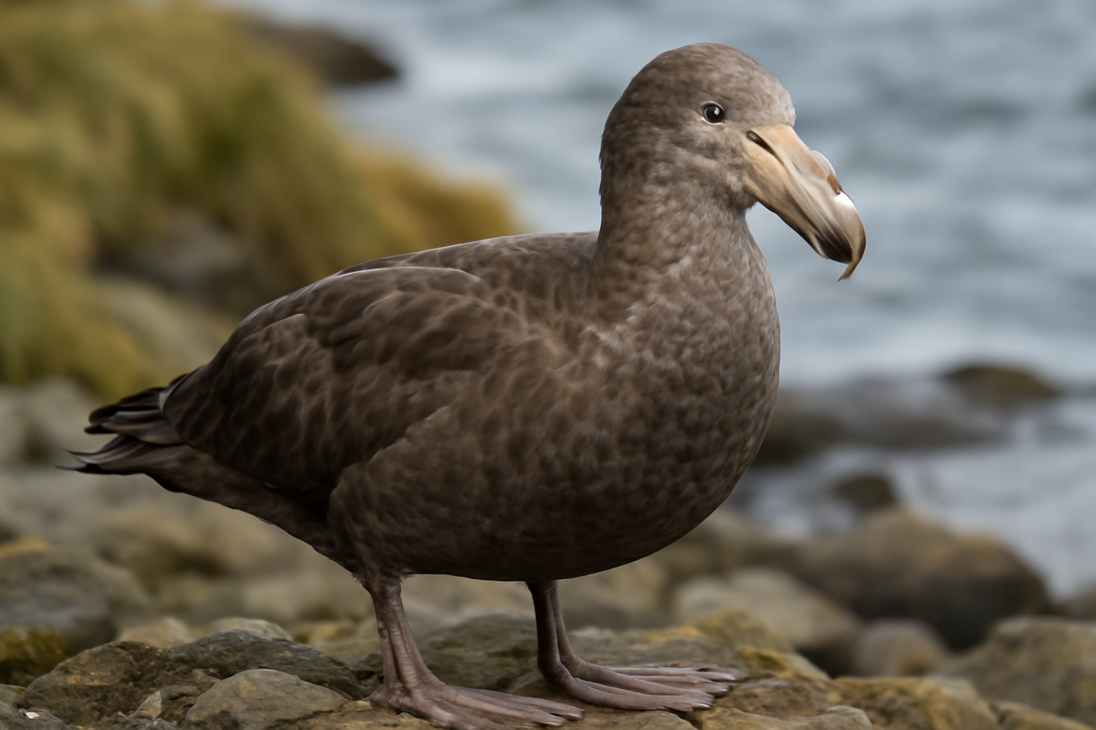 Northern Giant Petrel