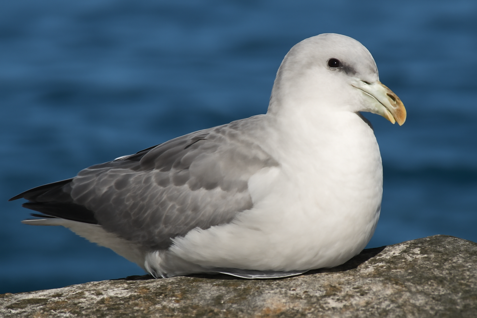 Southern Fulmar