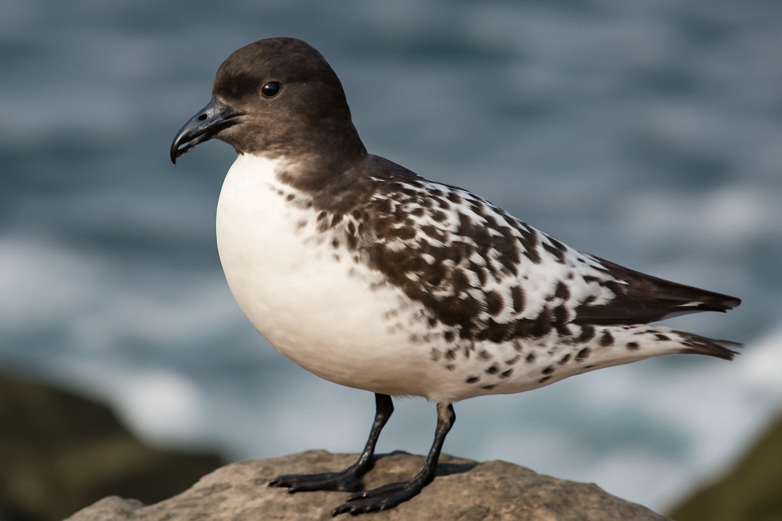 Cape Petrel