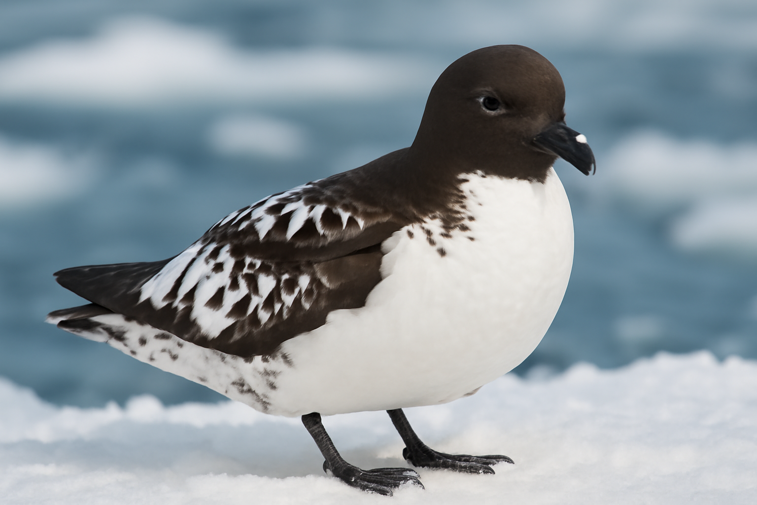 Antarctic Petrel